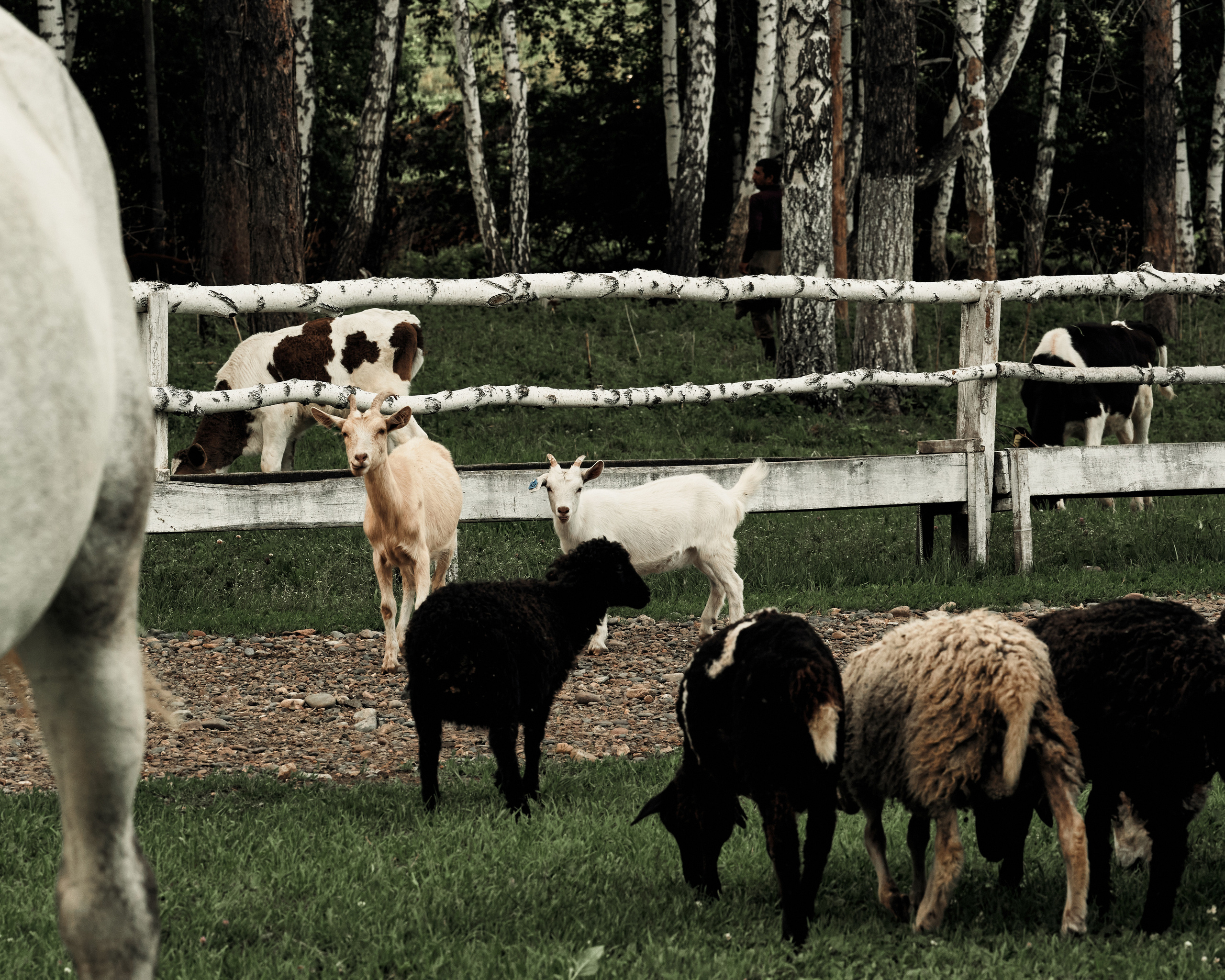 Ранчо. Фотограф в Барселоне Жанна Захарченко