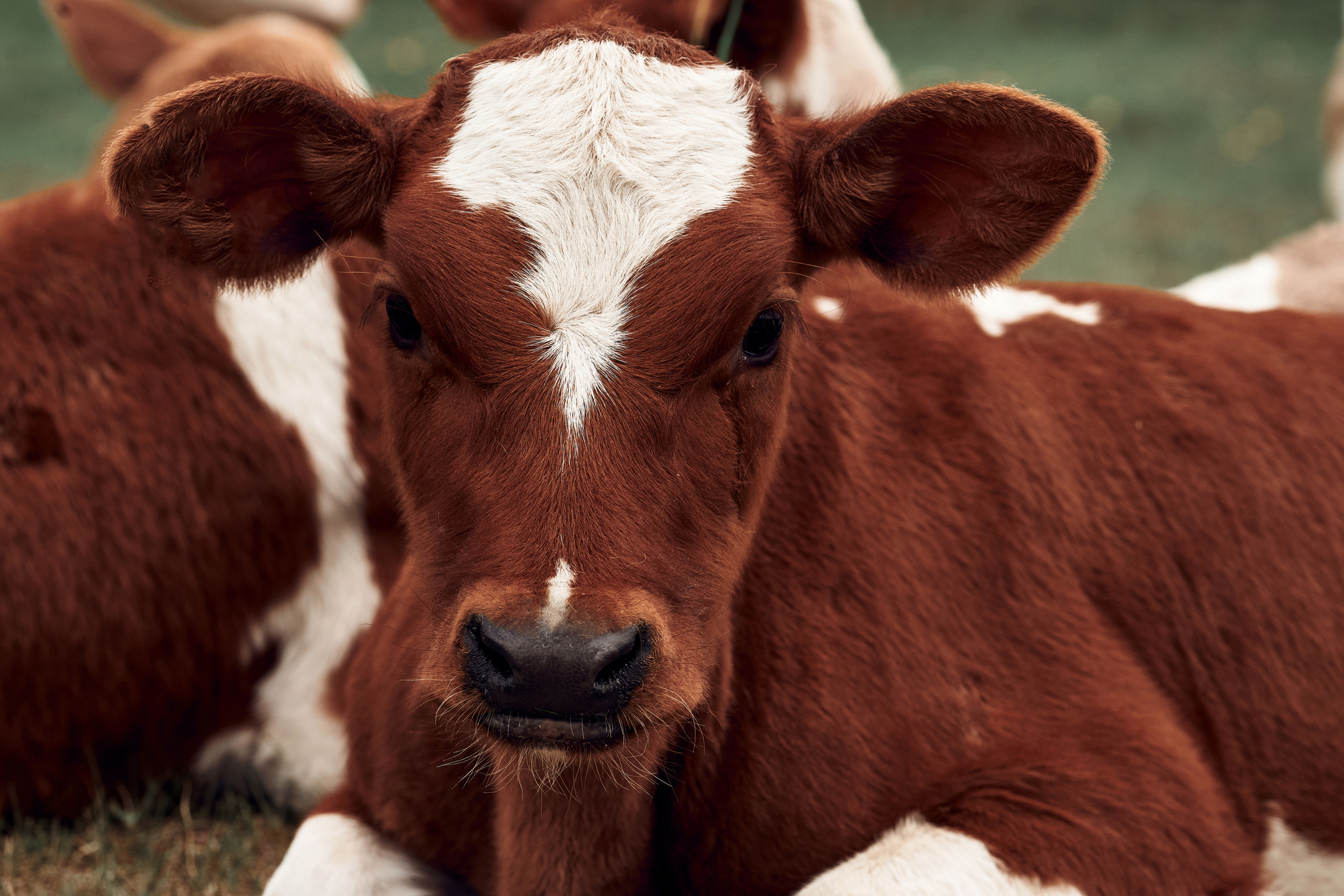 Ранчо Шарье. Место, где забываешь о времени. Фотограф в Барселоне Жанна Захарченко