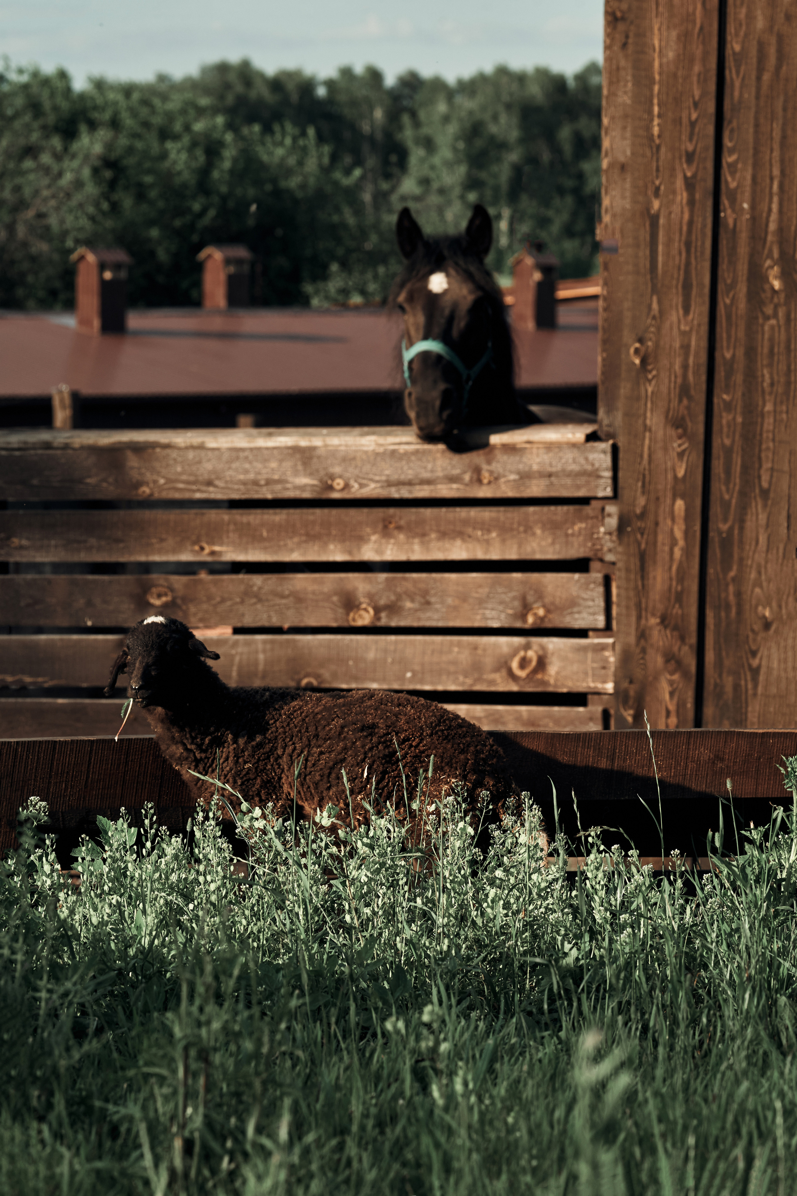 Ранчо. Фотограф в Барселоне Жанна Захарченко