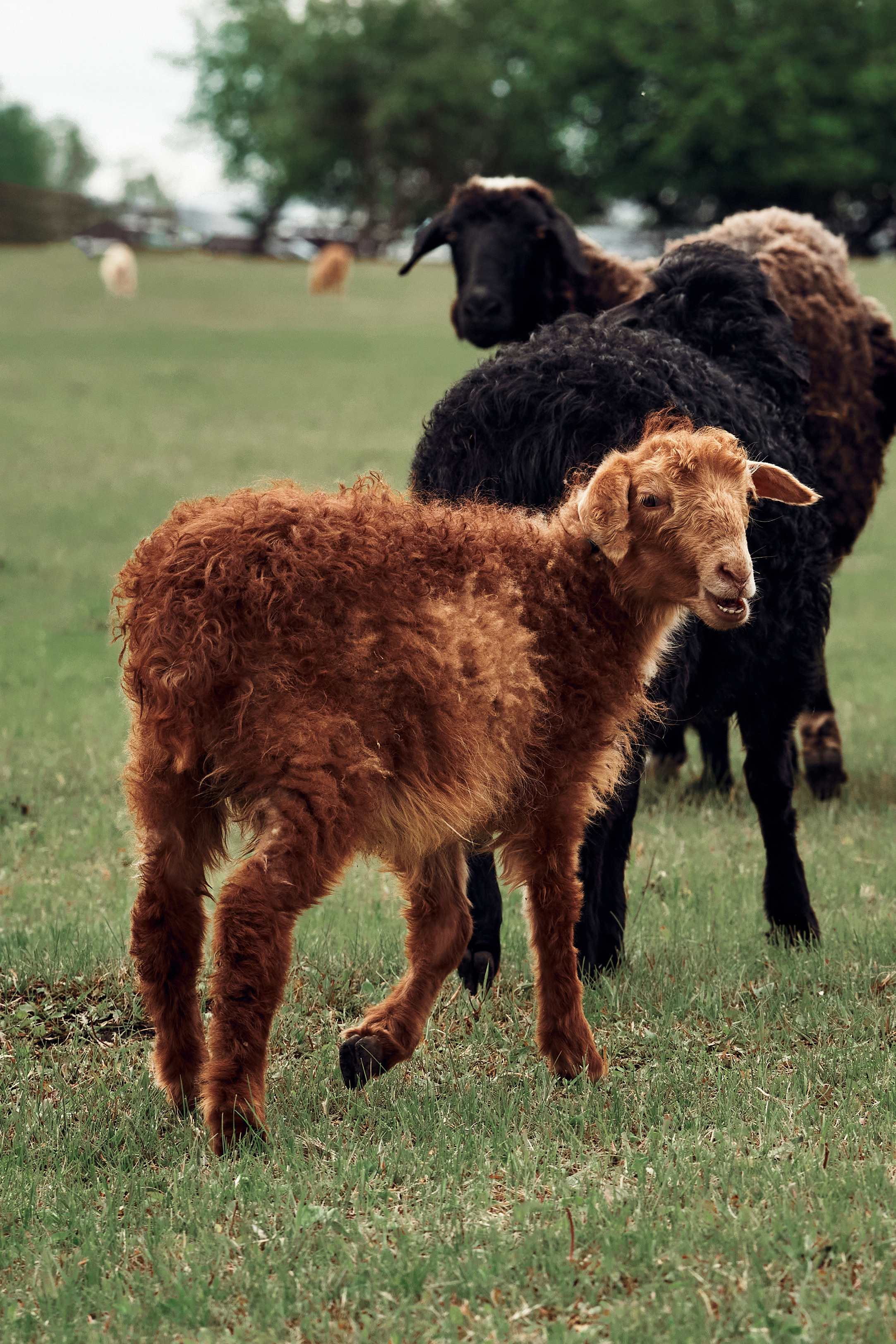 Ранчо Шарье. Место, где забываешь о времени. Фотограф в Барселоне Жанна Захарченко