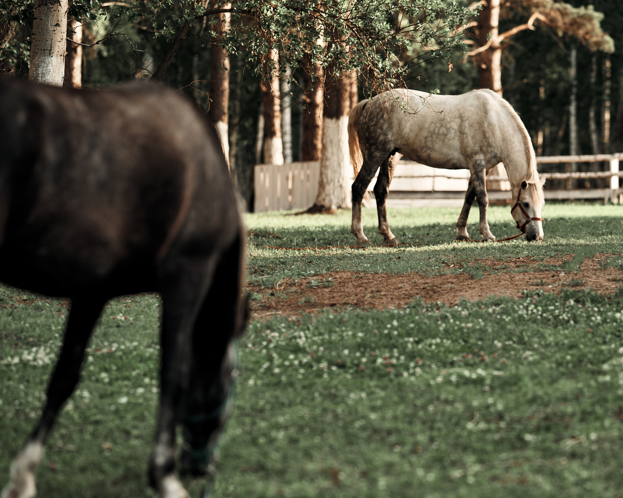 Ранчо. Фотограф в Барселоне Жанна Захарченко