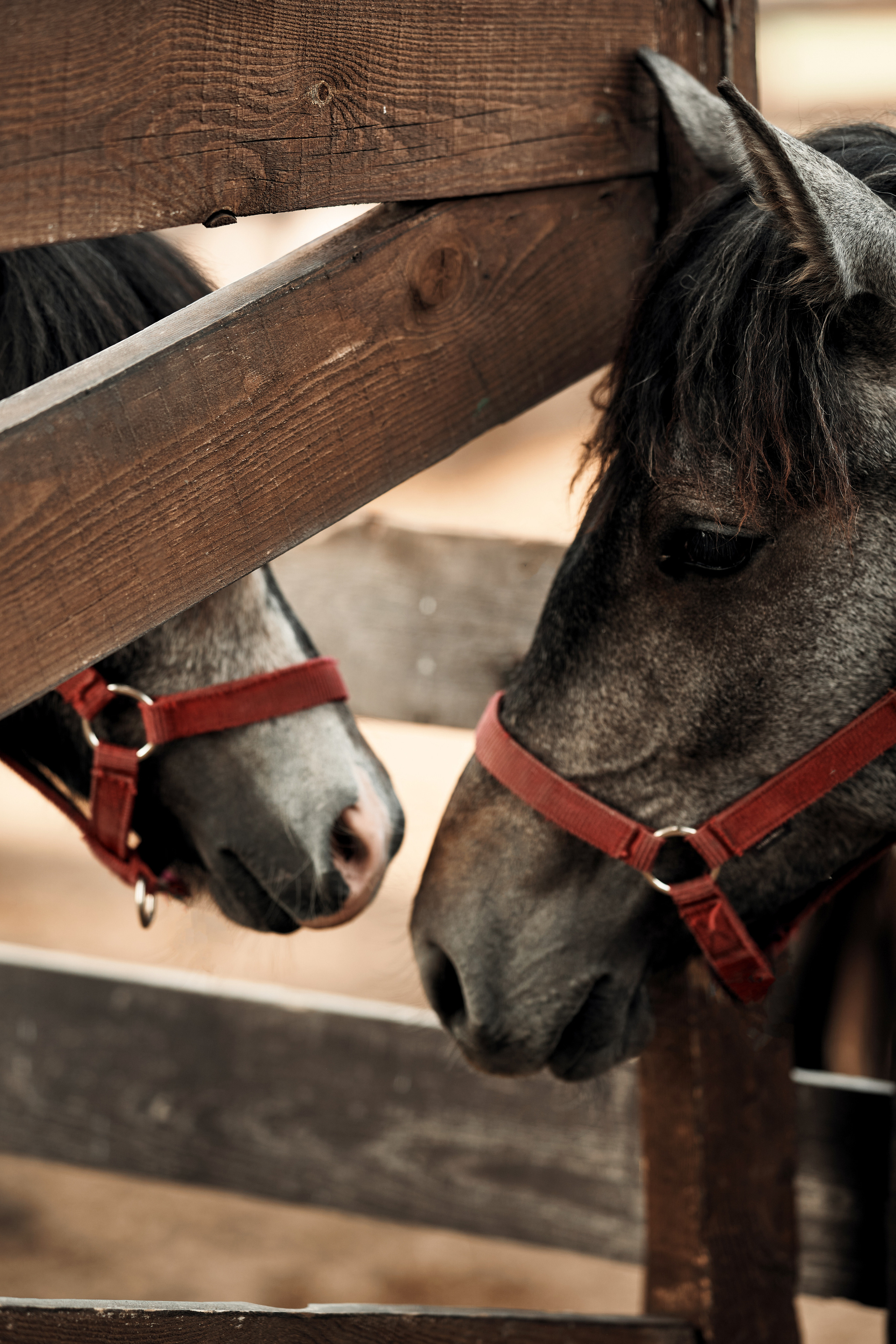 Ранчо. Фотограф в Барселоне Жанна Захарченко