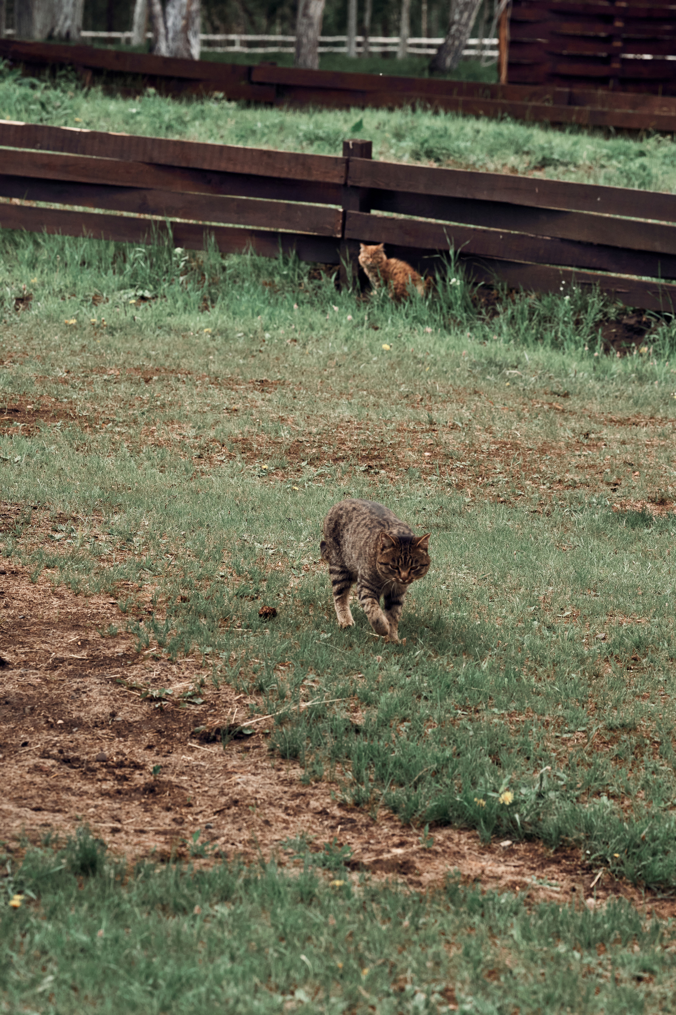 Ранчо Шарье. Место, где забываешь о времени. Фотограф в Барселоне Жанна Захарченко