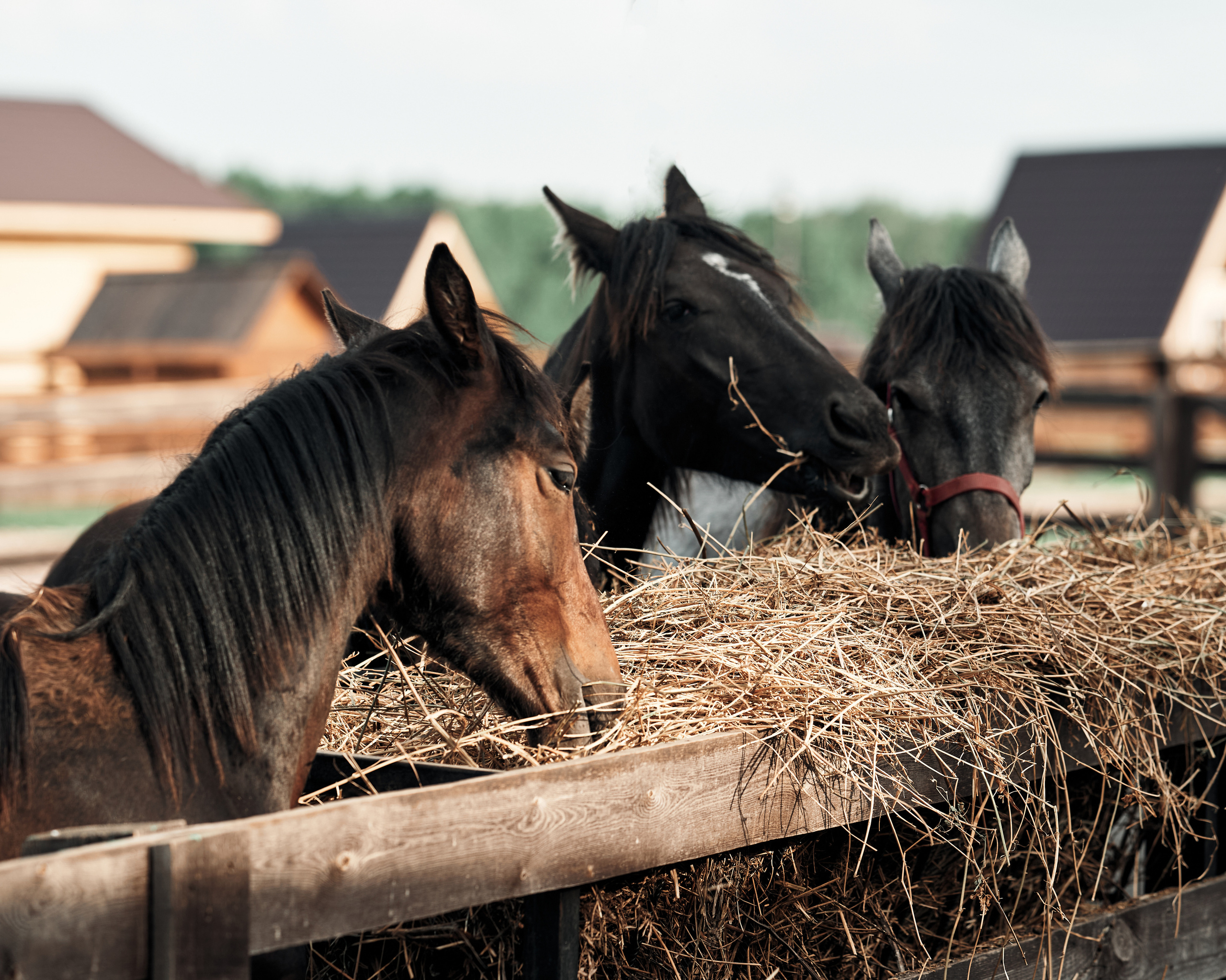 Ранчо. Фотограф в Барселоне Жанна Захарченко