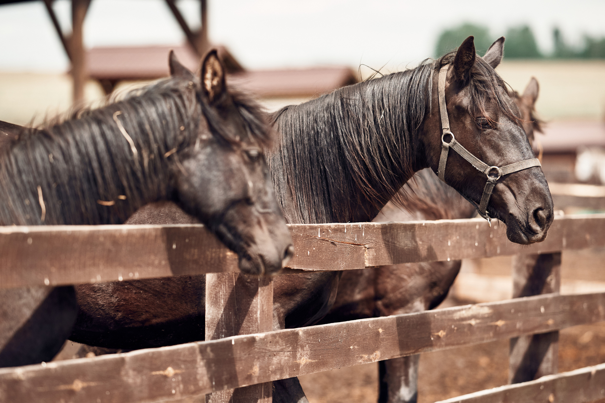 Ранчо Шарье. Место, где забываешь о времени. Фотограф в Барселоне Жанна Захарченко