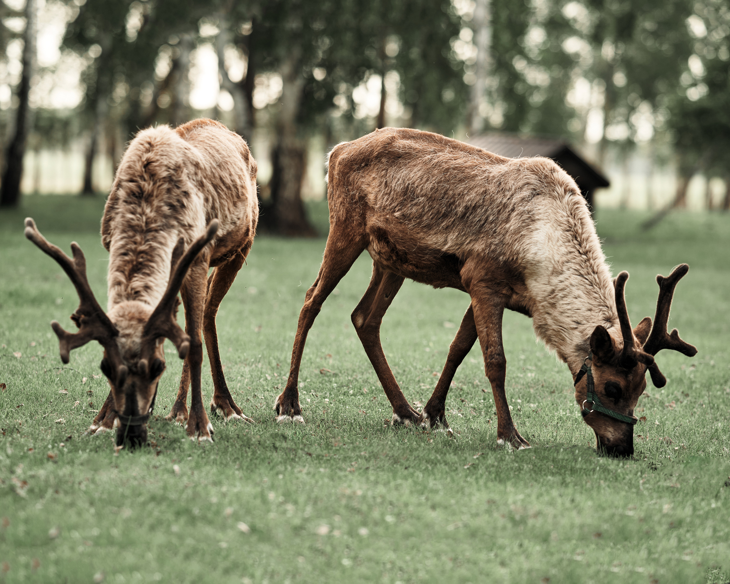 Ранчо. Фотограф в Барселоне Жанна Захарченко