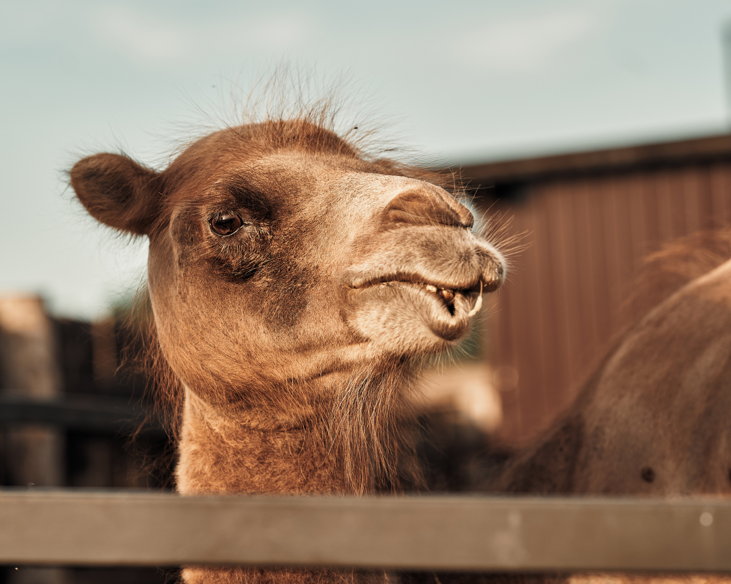 Ранчо. Фотограф в Барселоне Жанна Захарченко