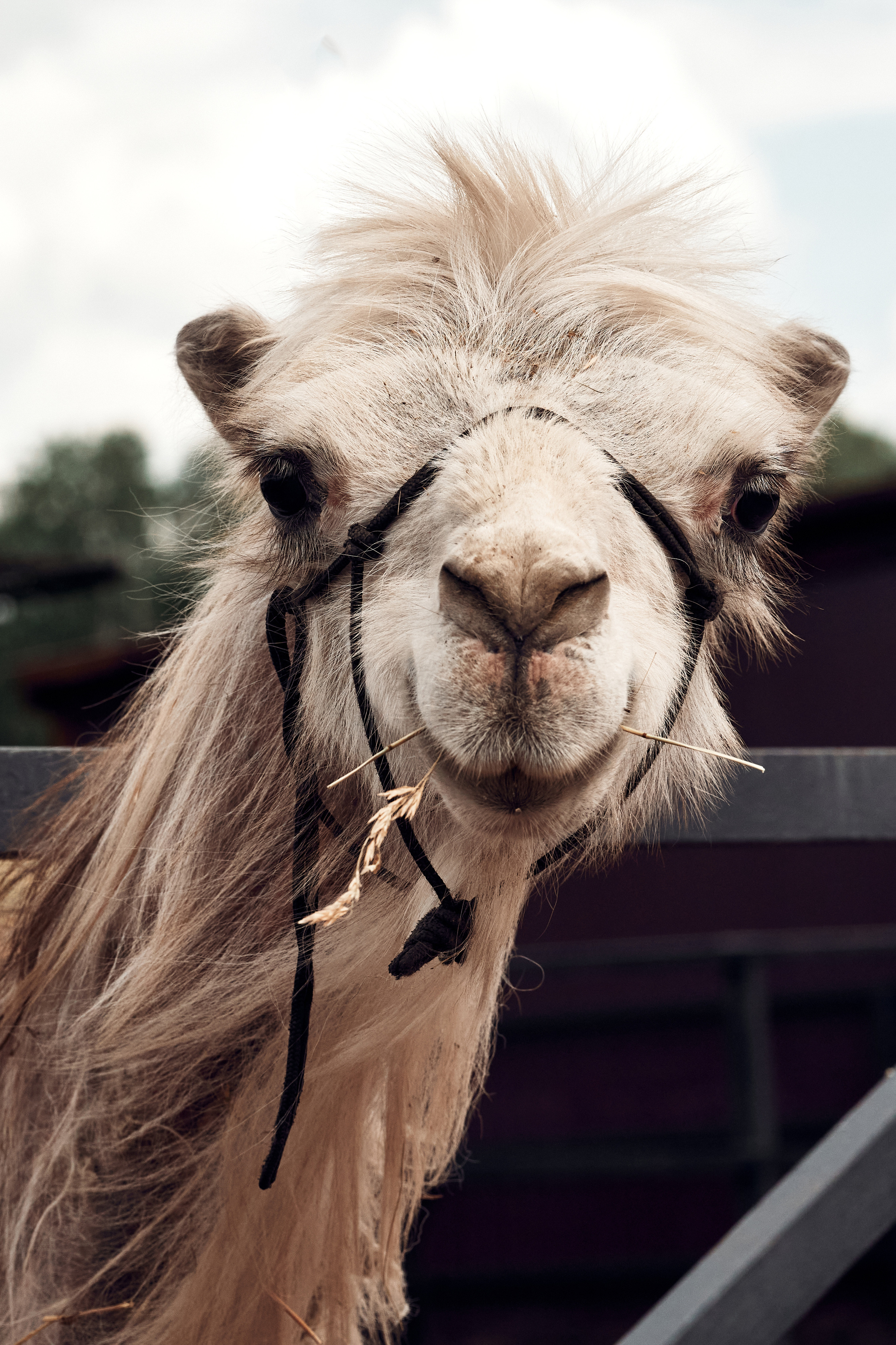 Ранчо Шарье. Место, где забываешь о времени. Фотограф в Барселоне Жанна Захарченко