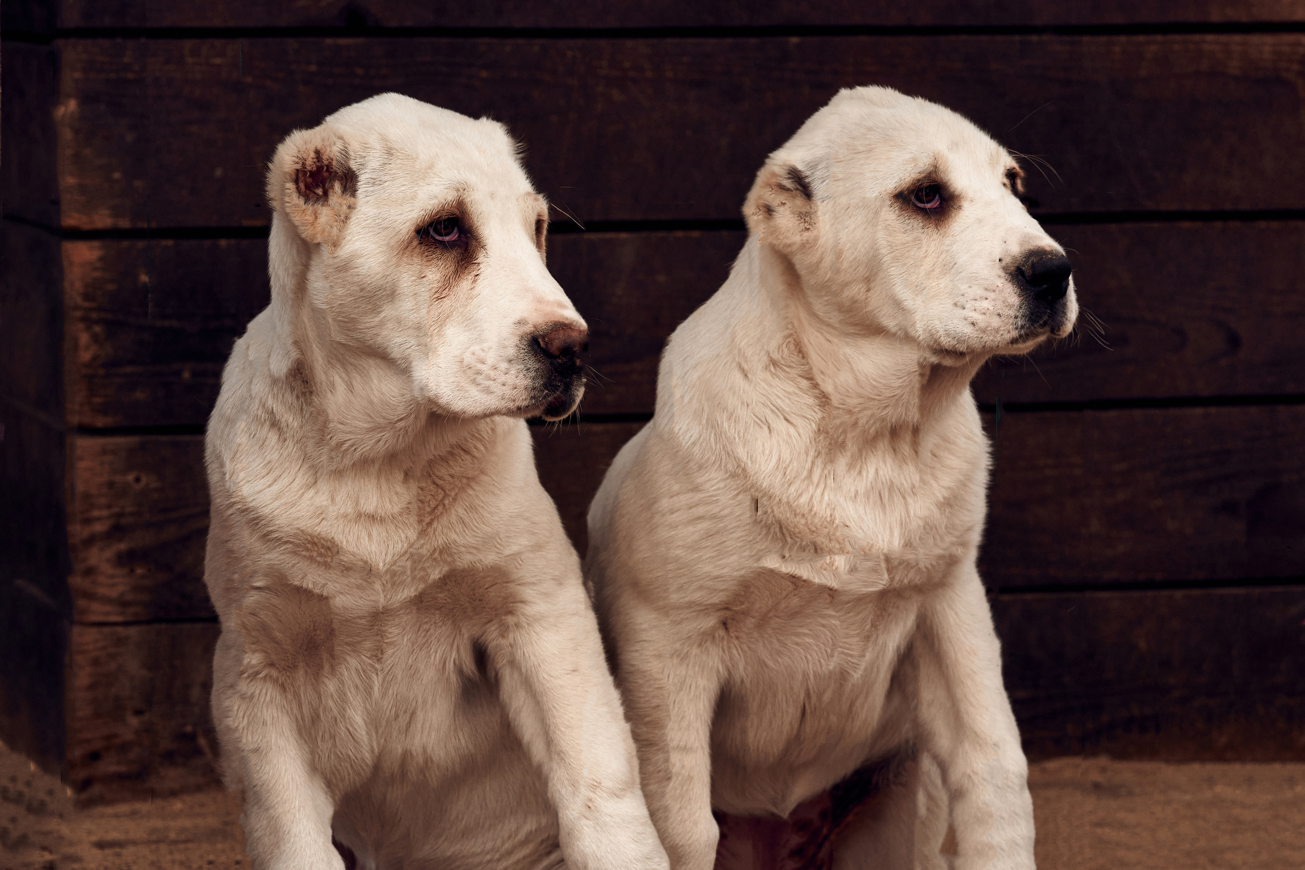 Ранчо Шарье. Место, где забываешь о времени. Фотограф в Барселоне Жанна Захарченко