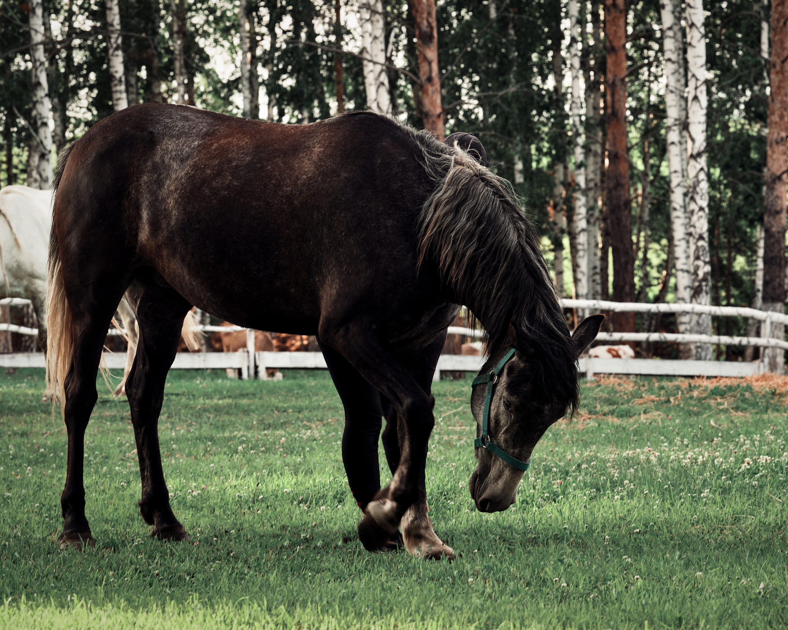 Ранчо. Фотограф в Барселоне Жанна Захарченко