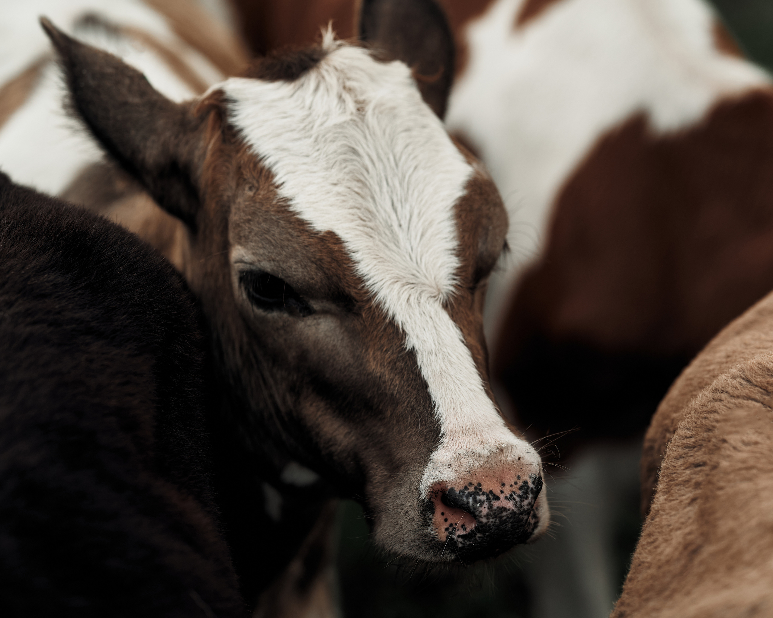 Ранчо. Фотограф в Барселоне Жанна Захарченко