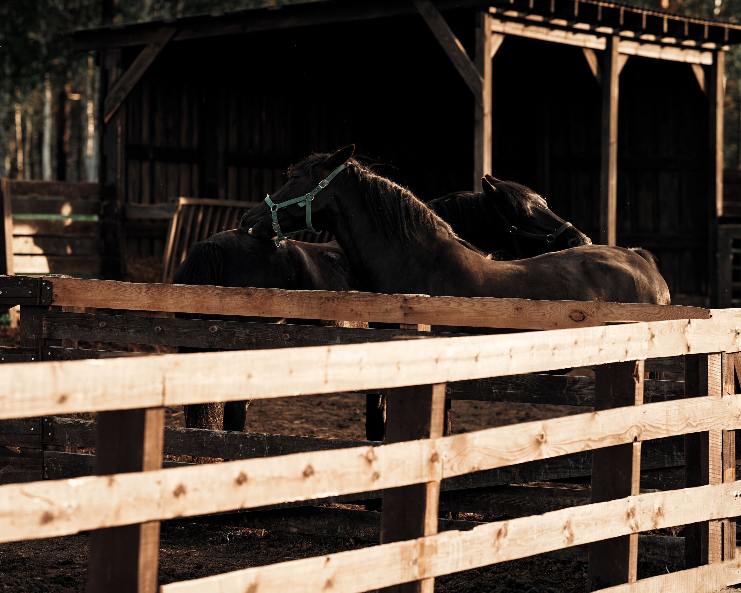 Ранчо. Фотограф в Барселоне Жанна Захарченко
