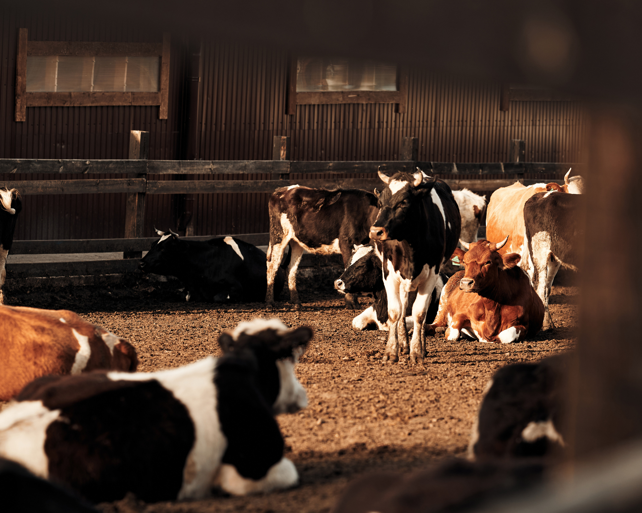 Ранчо. Фотограф в Барселоне Жанна Захарченко