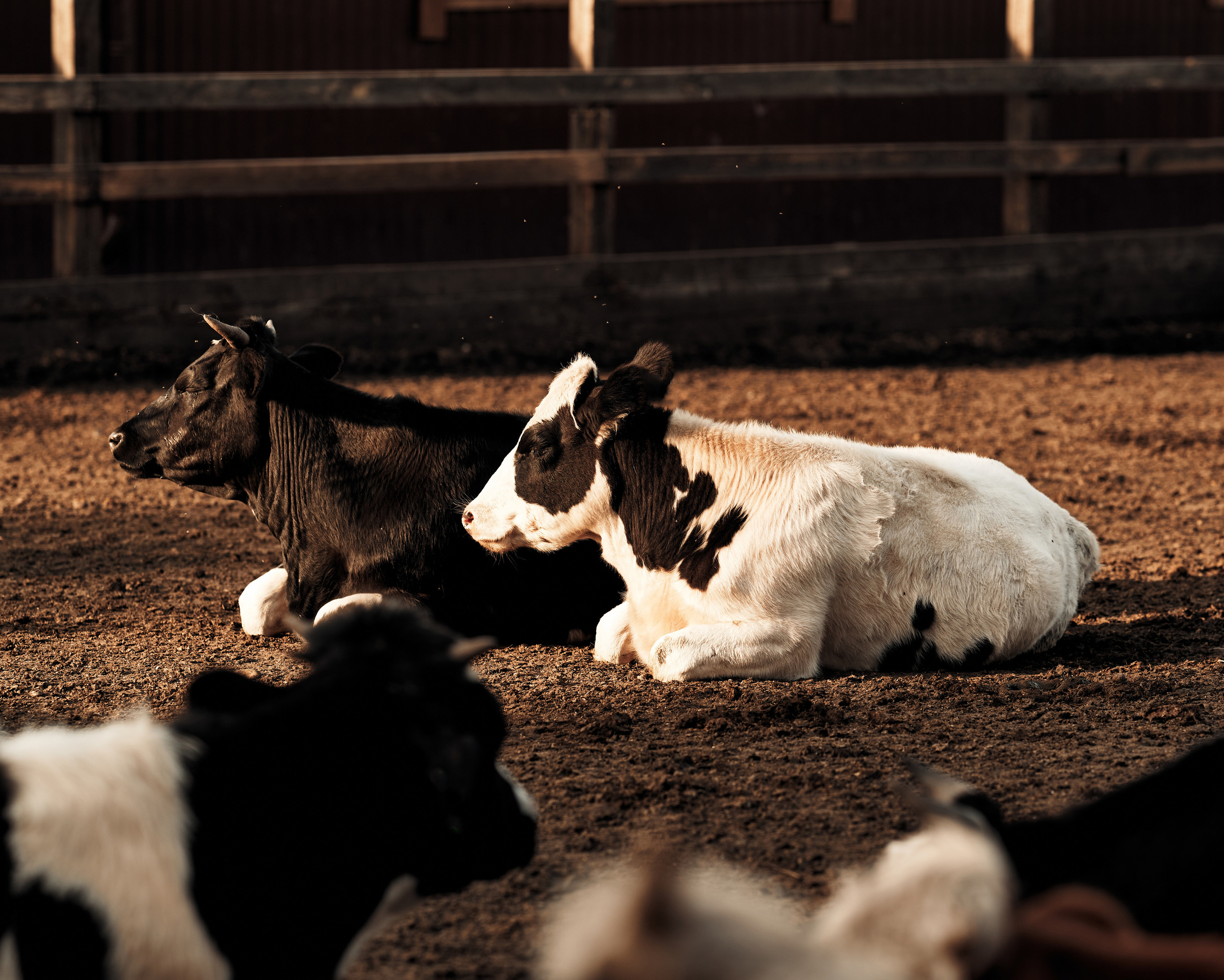 Ранчо. Фотограф в Барселоне Жанна Захарченко