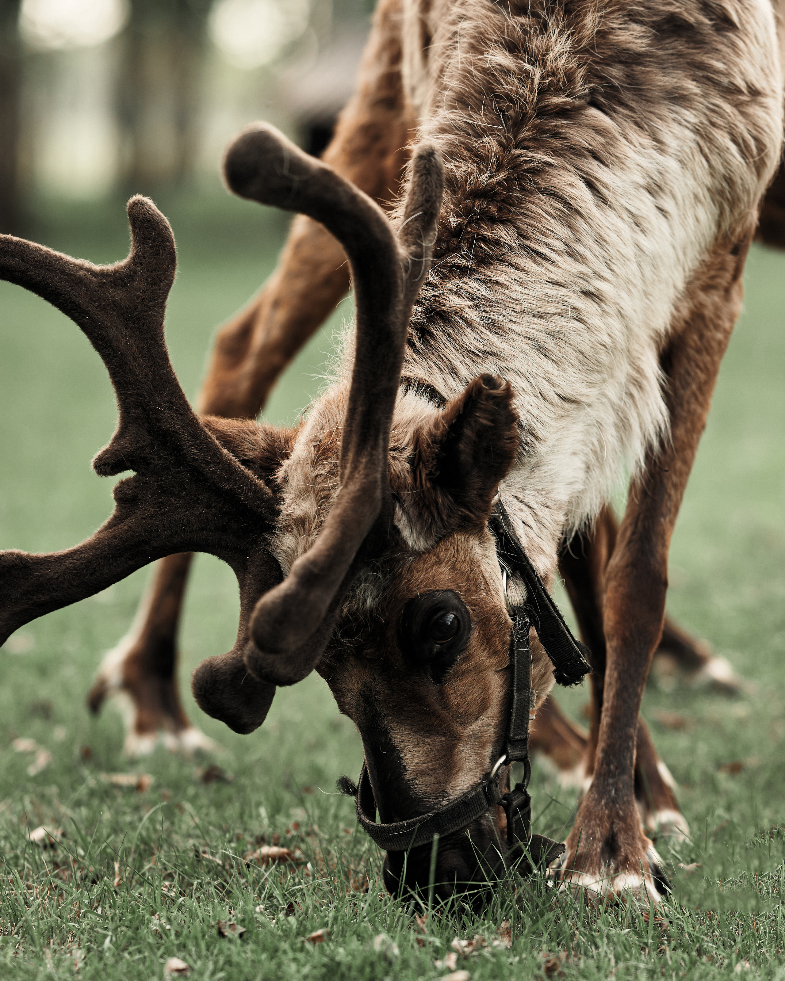 Ранчо. Фотограф в Барселоне Жанна Захарченко