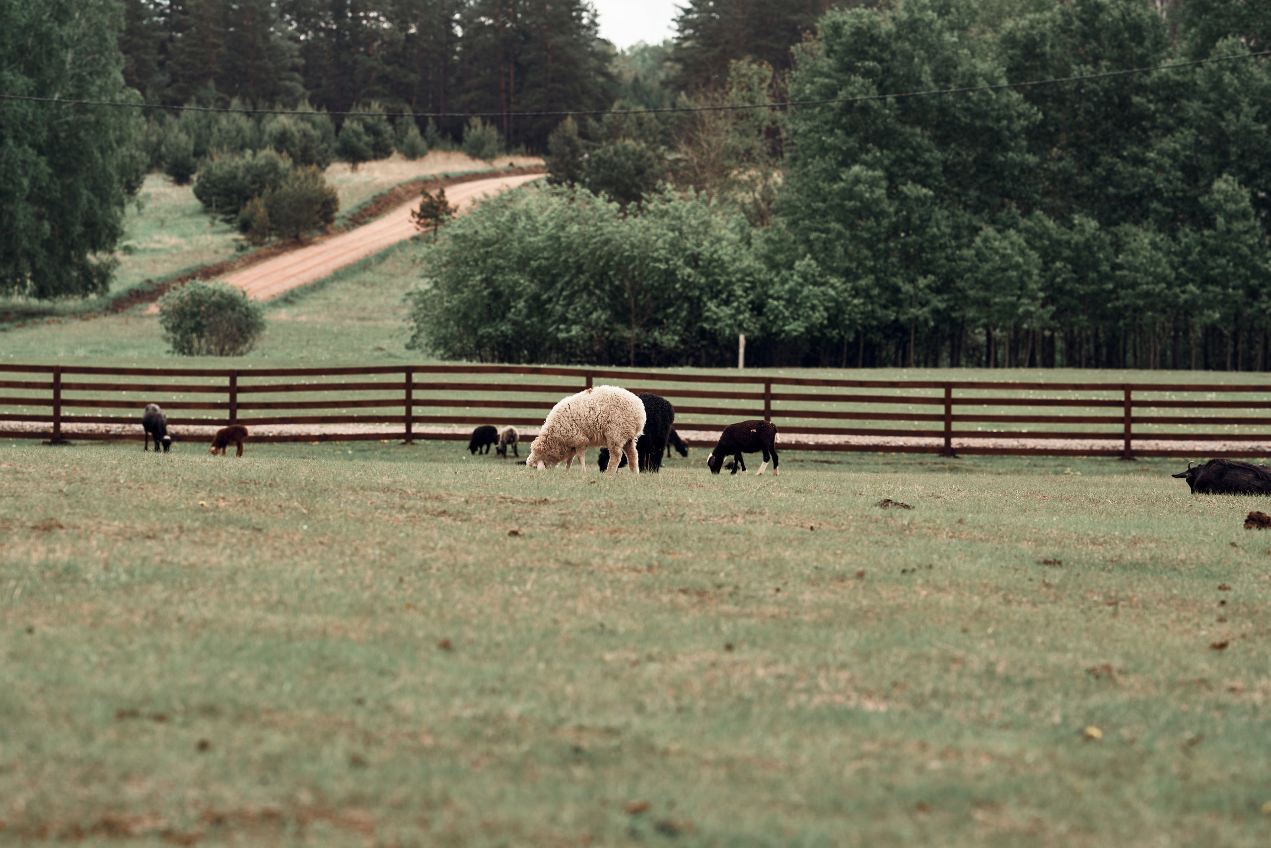 Ранчо Шарье. Место, где забываешь о времени. Фотограф в Барселоне Жанна Захарченко