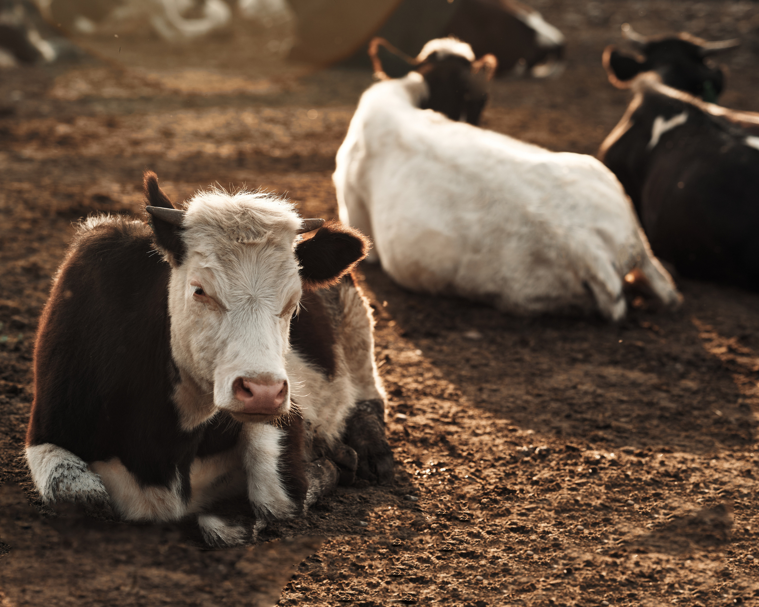 Ранчо. Фотограф в Барселоне Жанна Захарченко