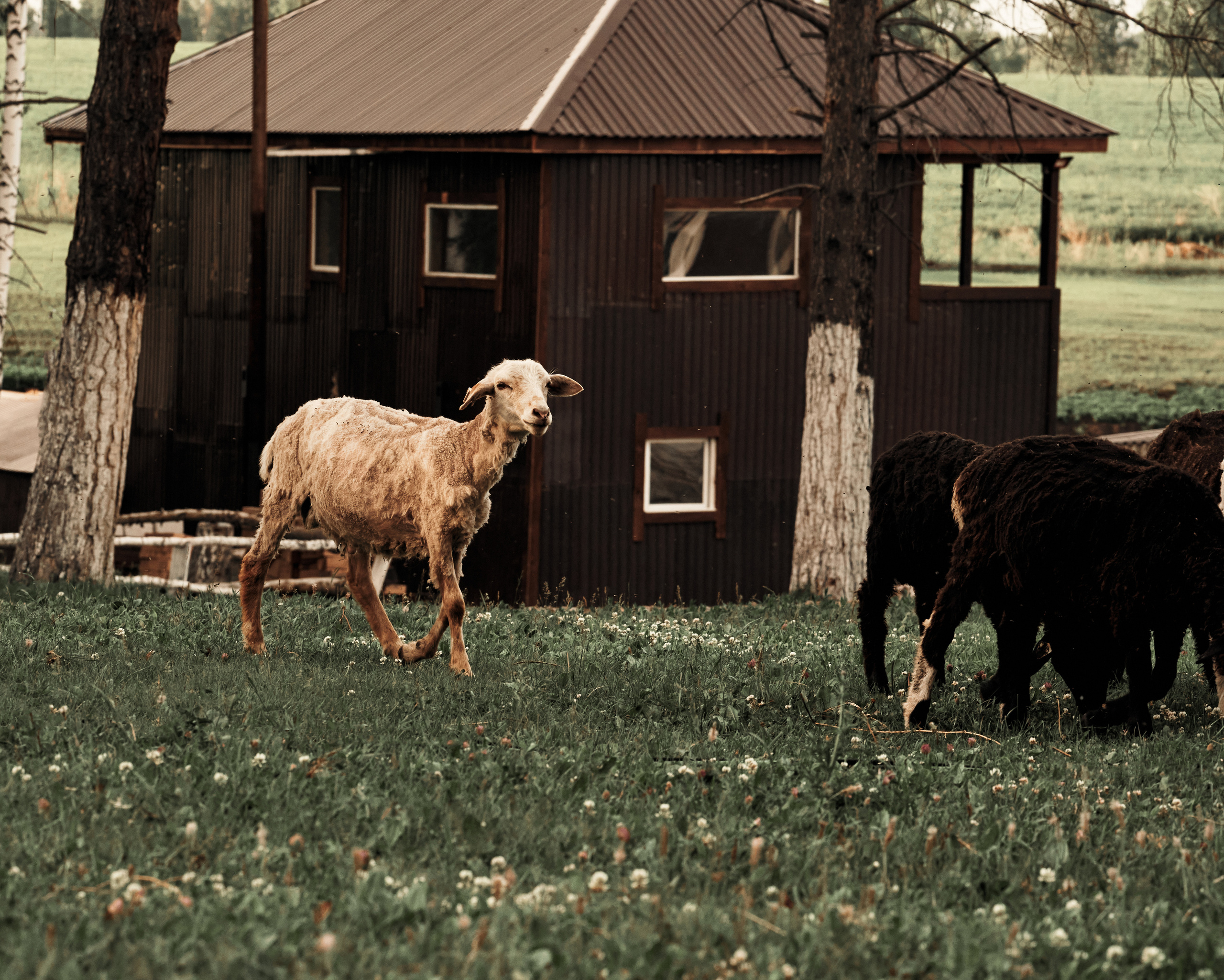 Ранчо. Фотограф в Барселоне Жанна Захарченко