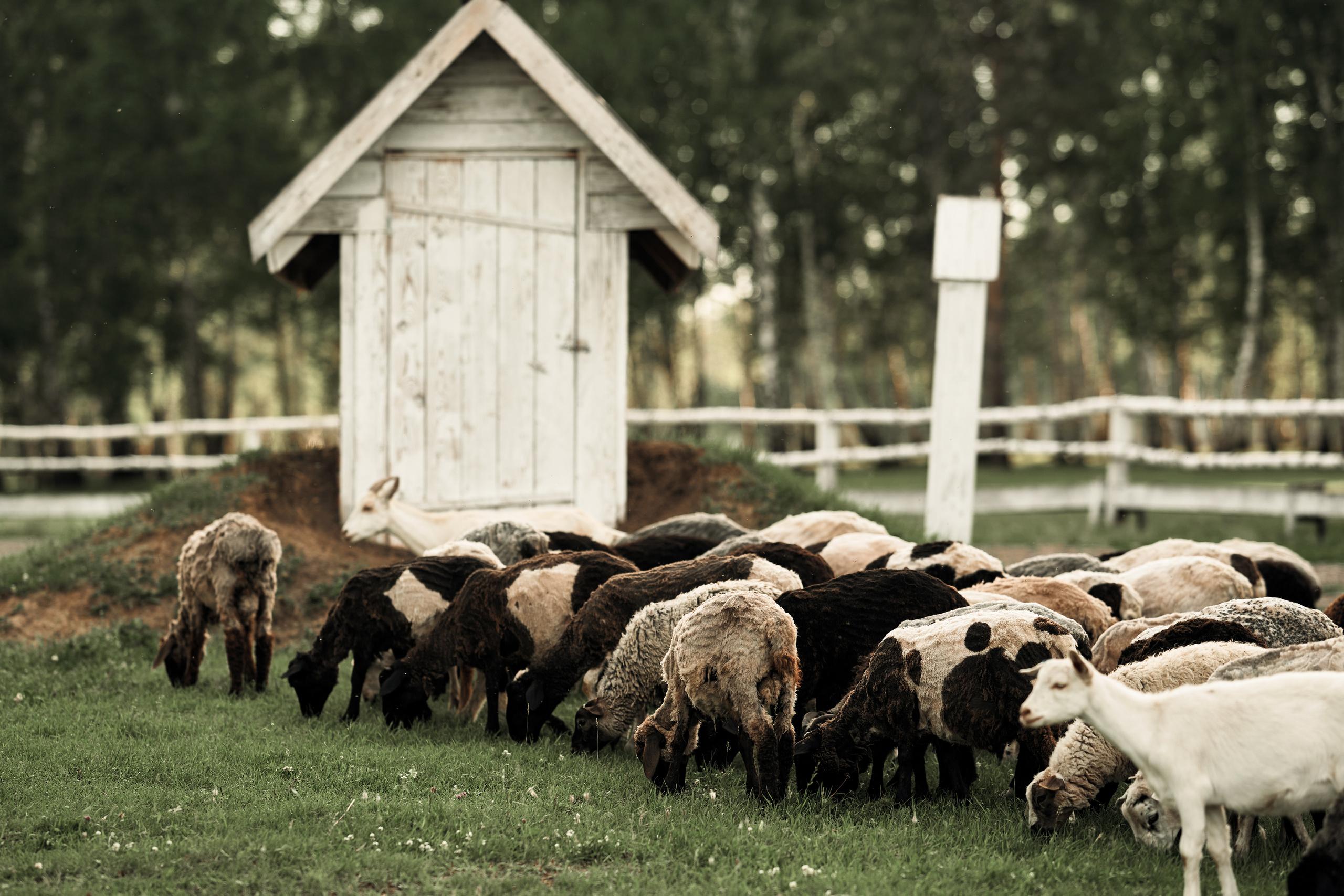 Ранчо. Фотограф в Барселоне Жанна Захарченко