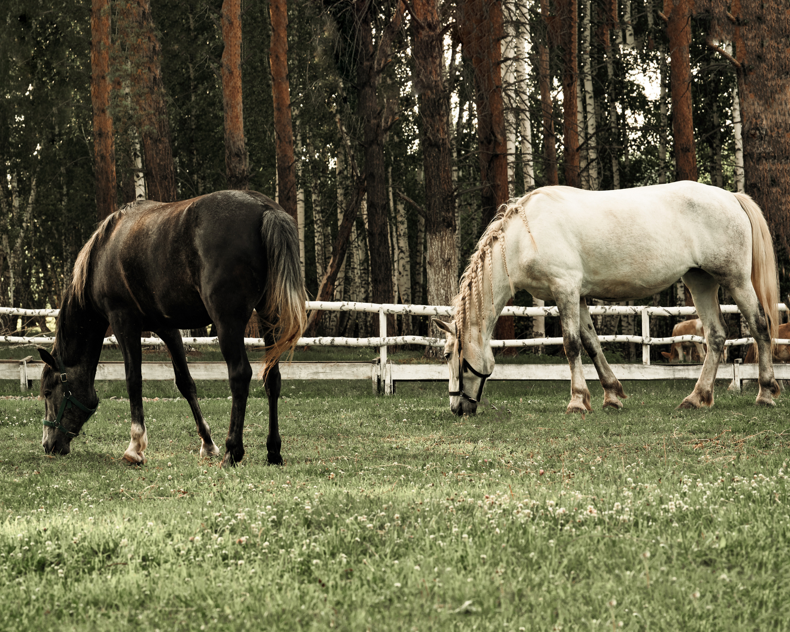 Ранчо. Фотограф в Барселоне Жанна Захарченко
