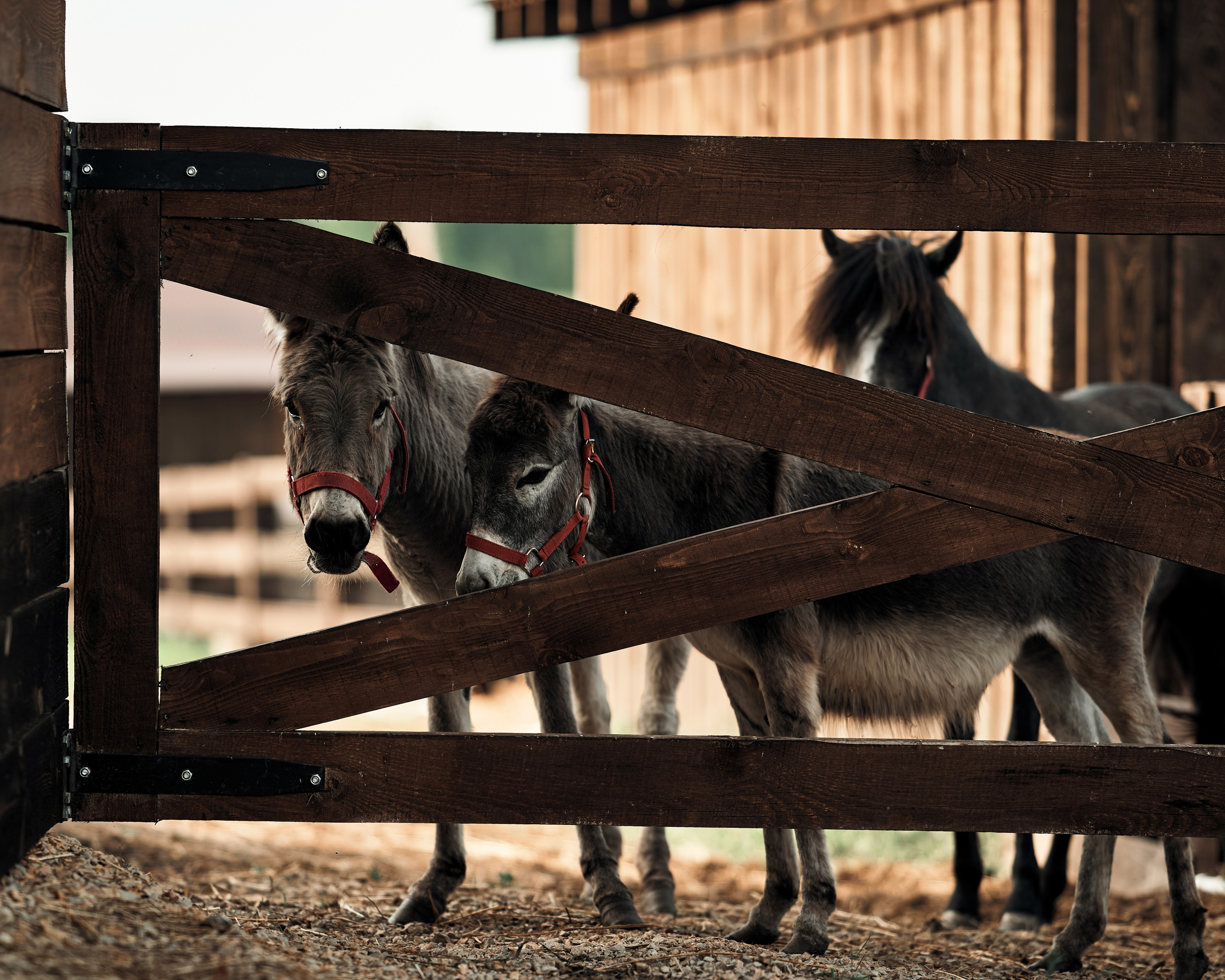 Ранчо. Фотограф в Барселоне Жанна Захарченко