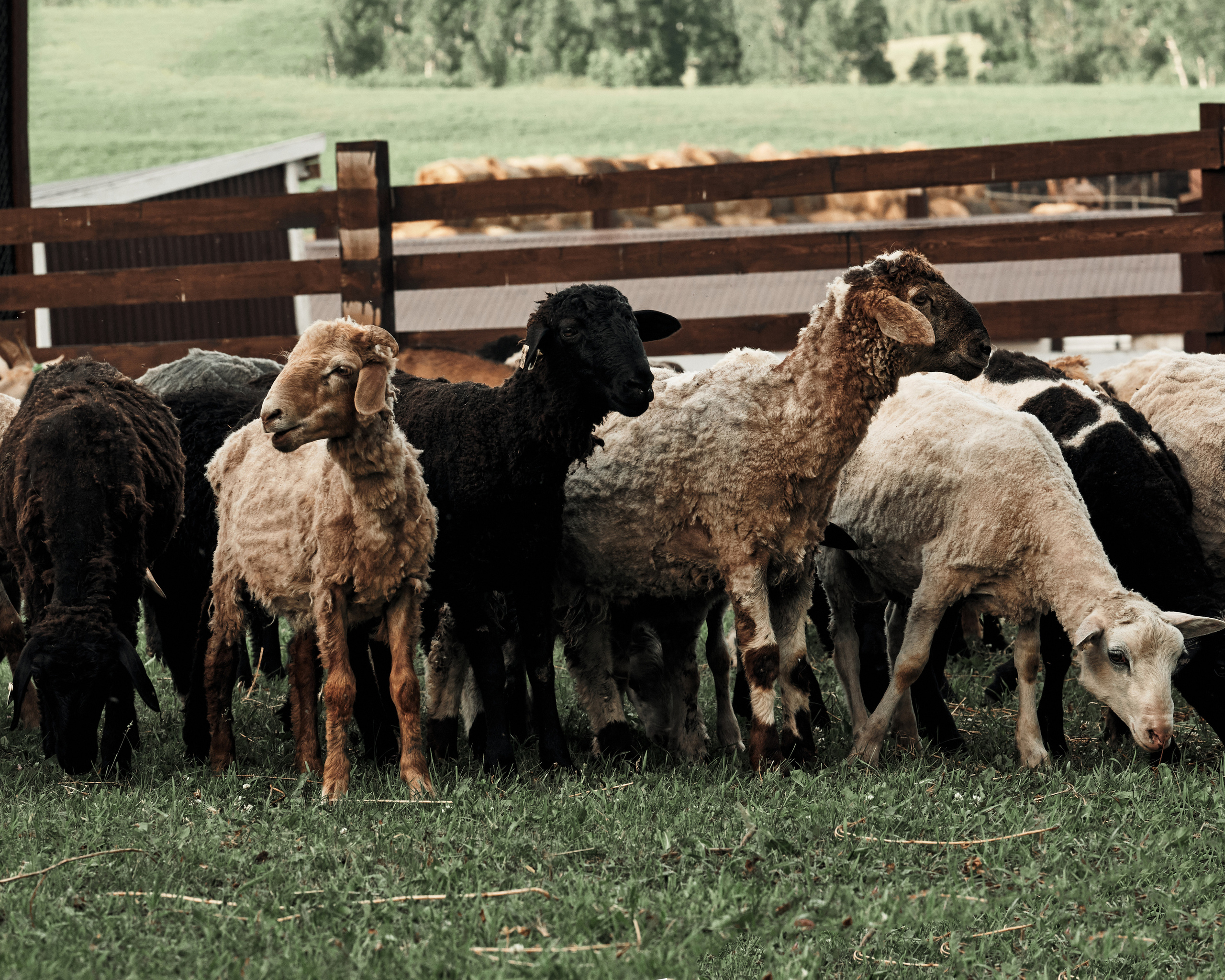 Ранчо. Фотограф в Барселоне Жанна Захарченко