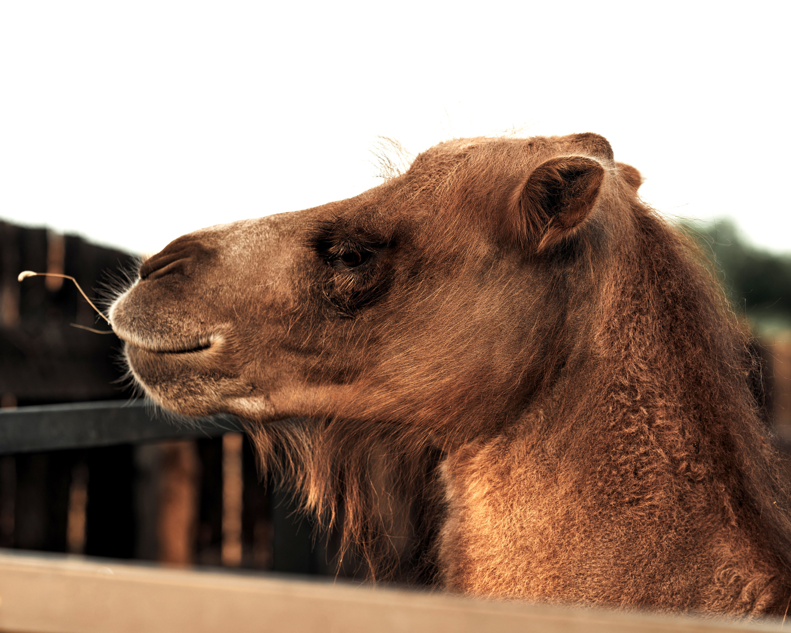 Ранчо. Фотограф в Барселоне Жанна Захарченко