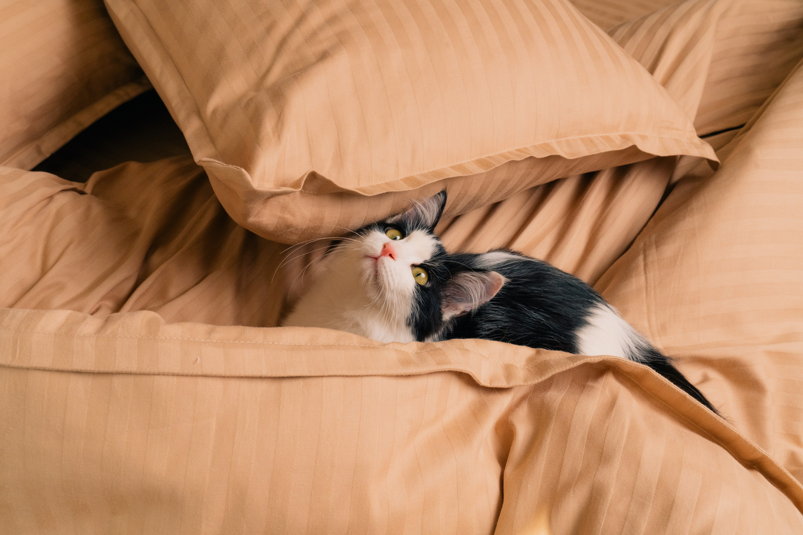 Коммерческая съёмка для текстильной фабрики. Фотограф в Узбекистане и Самарканде Джасур Марупов