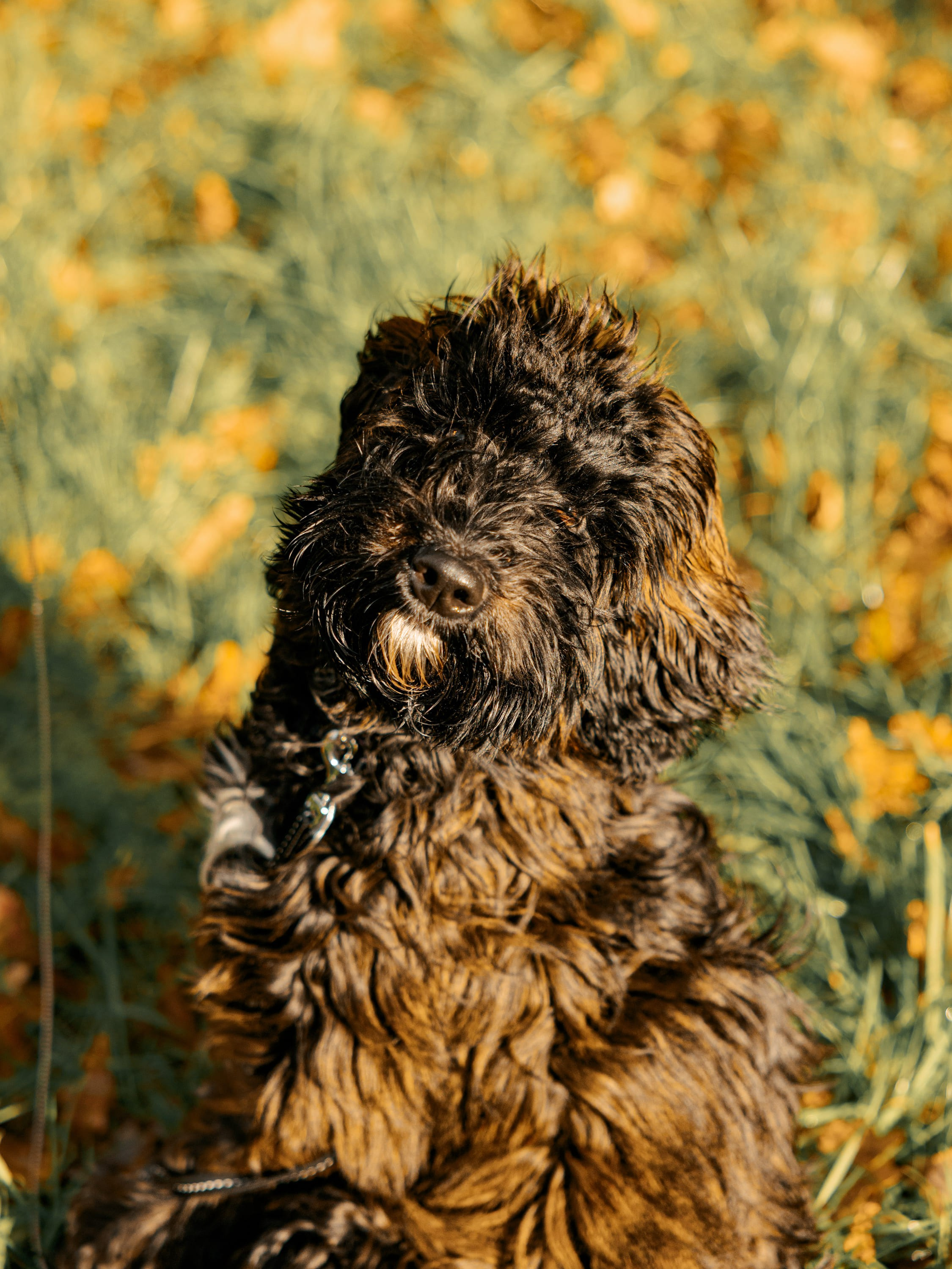Pet Photoshoot in Spijkenisse | Rotterdam. Romantic & Soulful Photography by Natalia Olhova in Rotterdam
