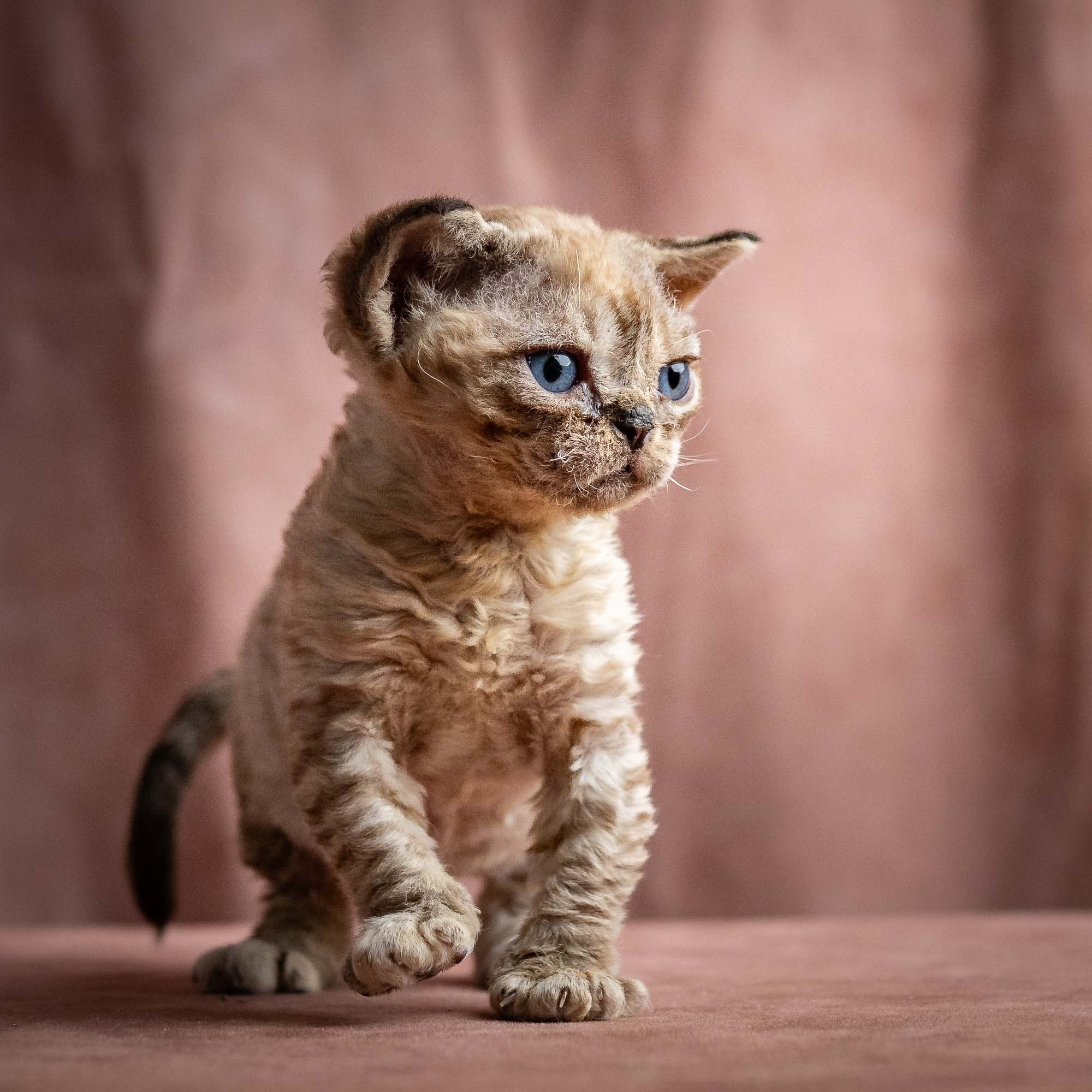 Remy, boy, born 05.08.26. Devon Rex Pixie Cattery