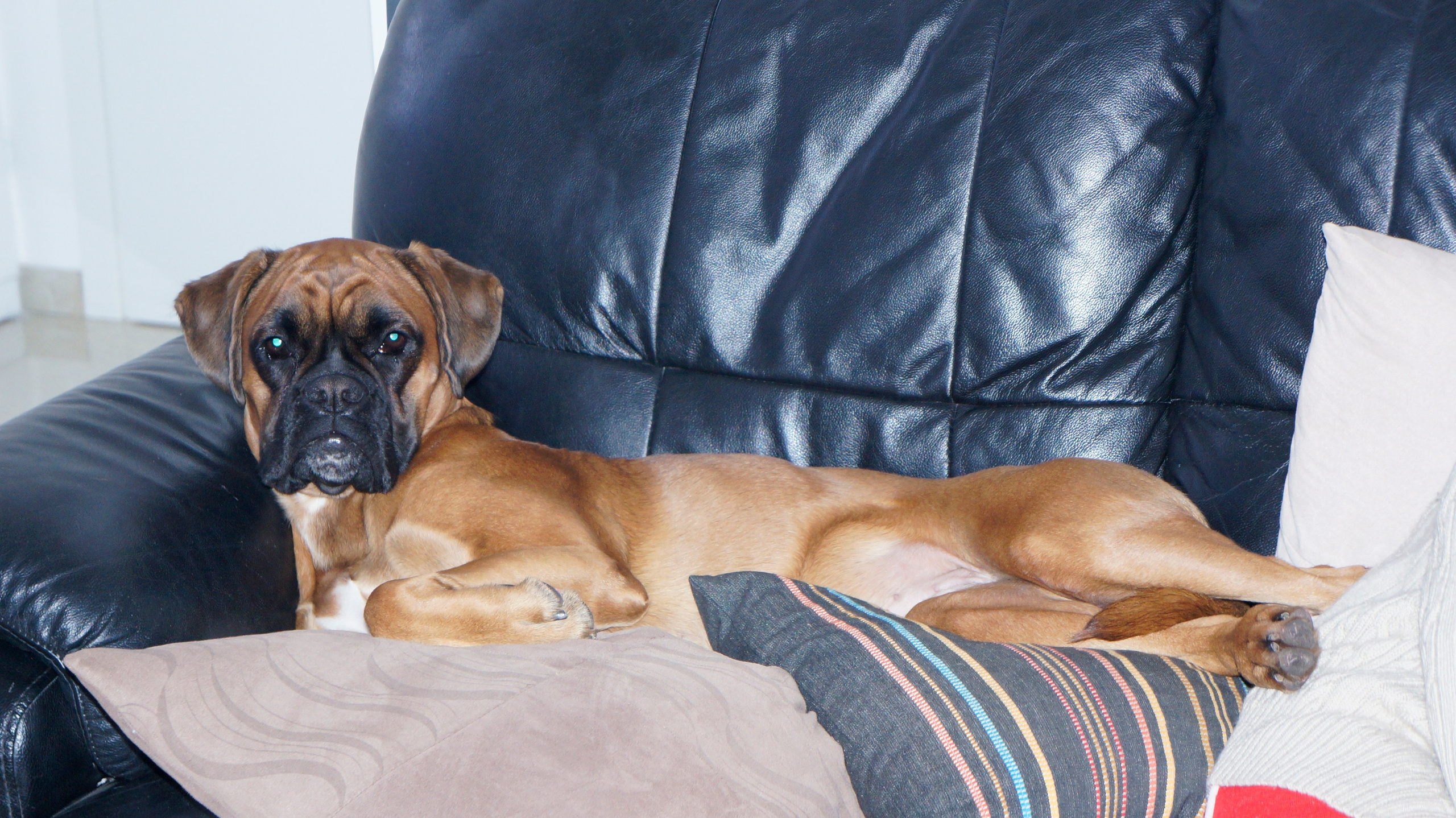 My ״Star״ Boxer Dog