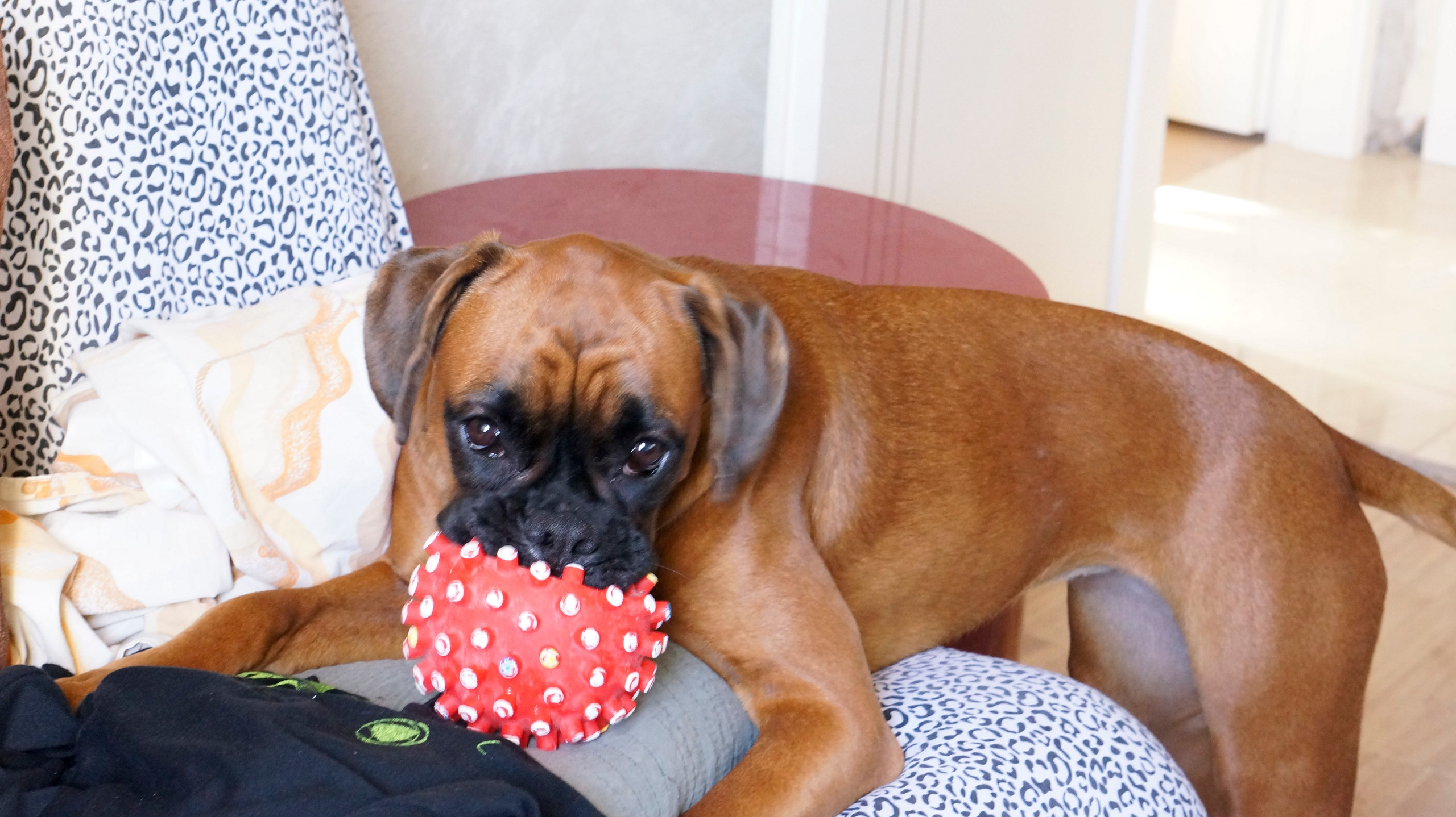 My ״Star״ Boxer Dog