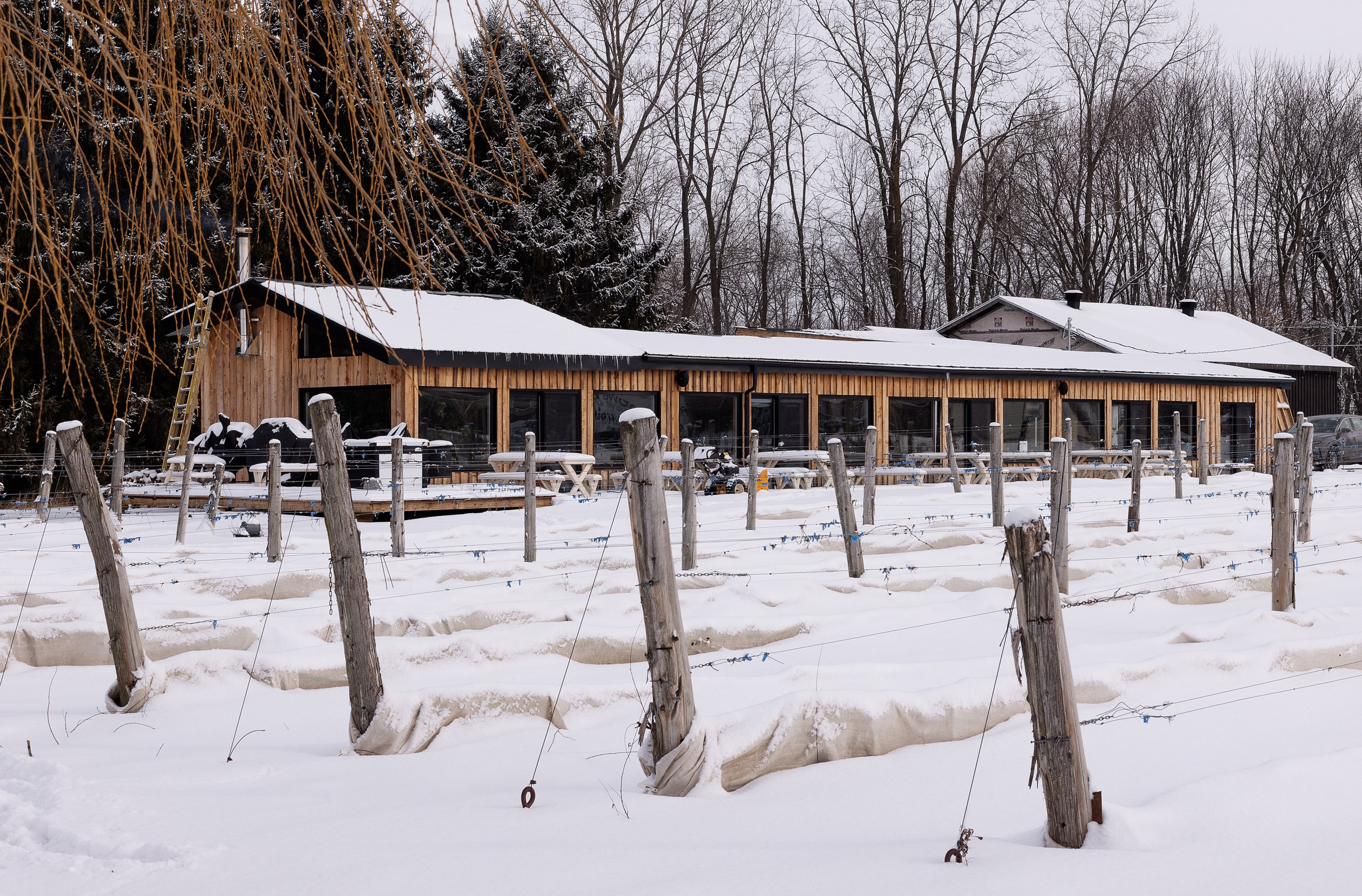 Vignoble et Domaine Beauchemin / Edition January 2025