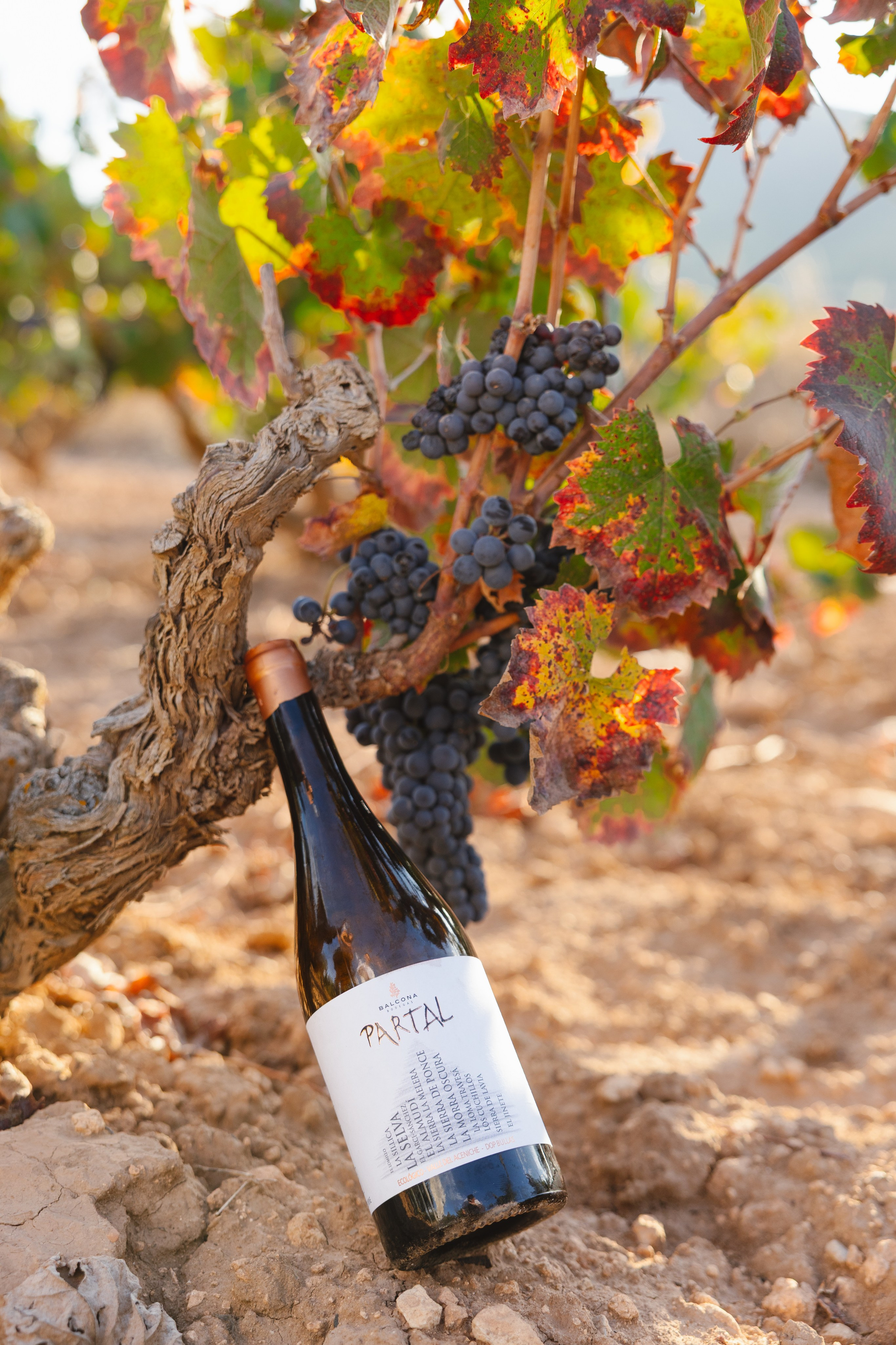 PREBODA ANA CRISTINA Y ROBERTO. Fotógrafo y Videógrafo de bodas y eventos