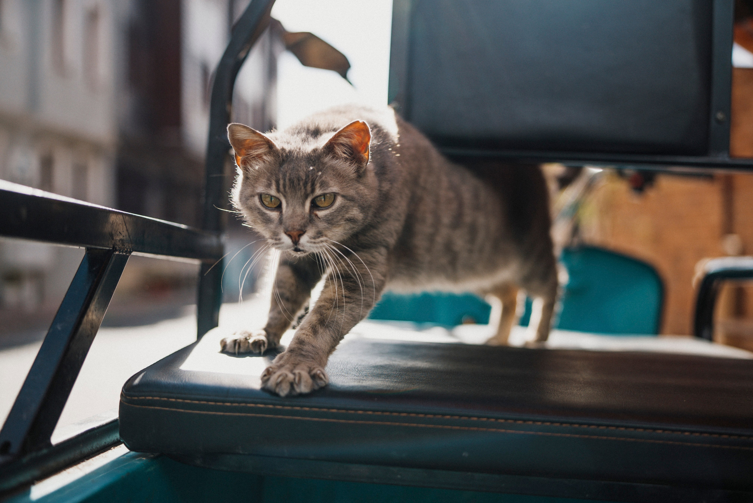 СТАМБУЛ. Стрит-фотография, полная абсурда, идиотизма и красоты