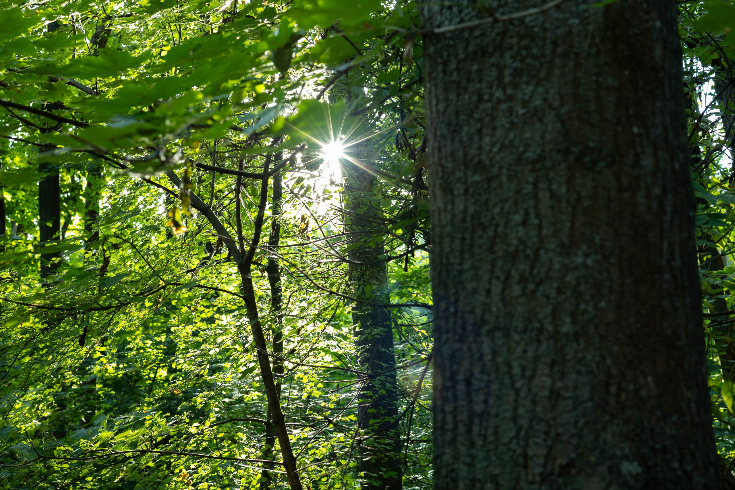 Фотосессия в Лесу Кишинева