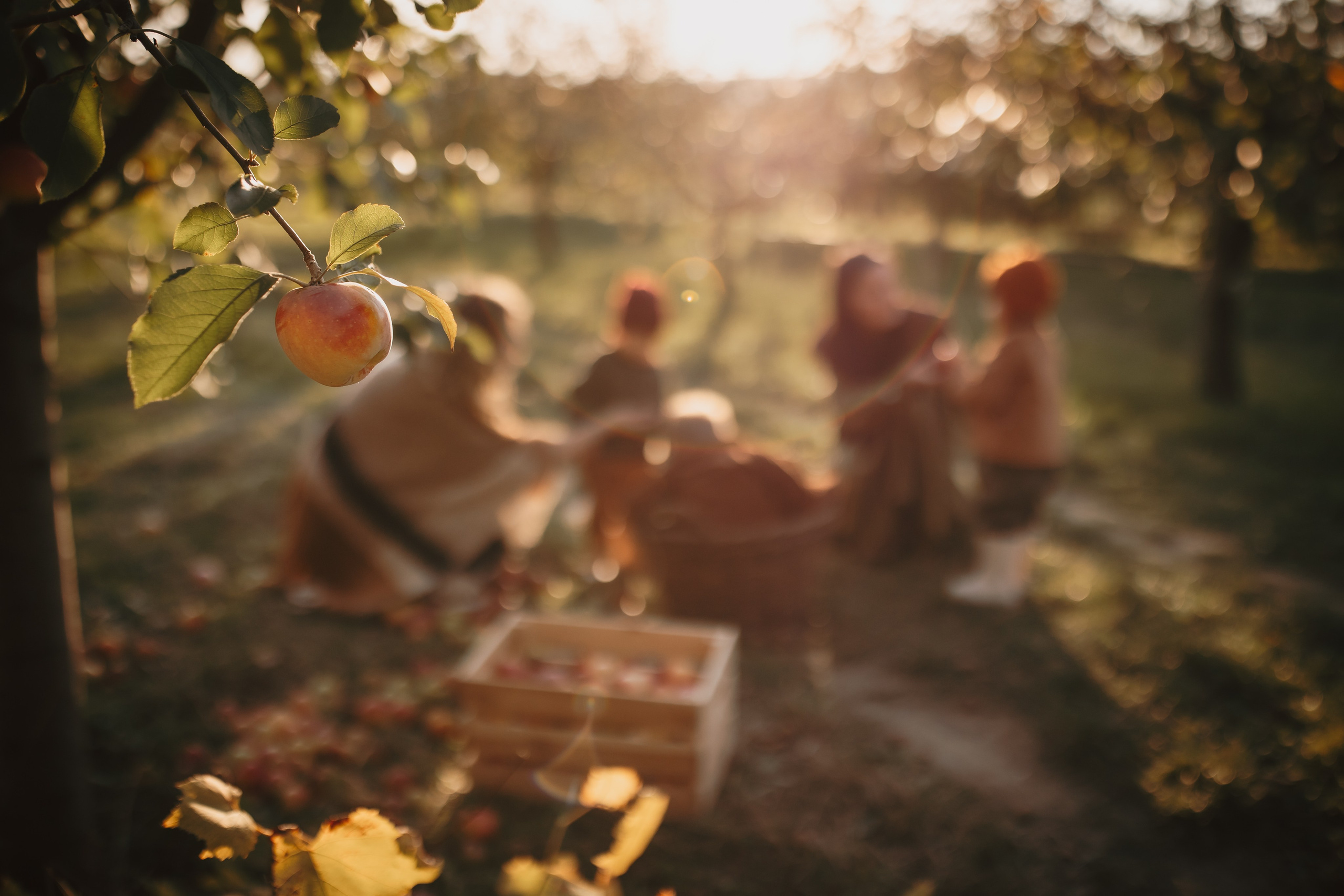 Toamna in livada. Fotograf de eveniment din Buzău | Bogdan