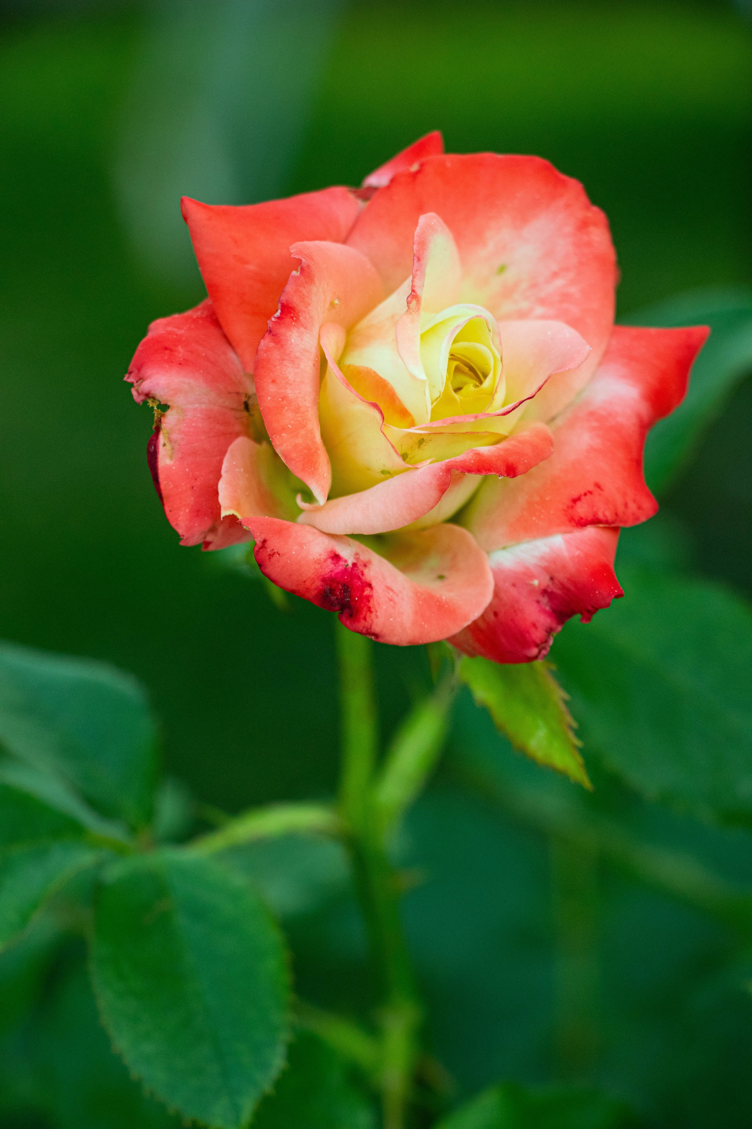 Scoala de Fotografie