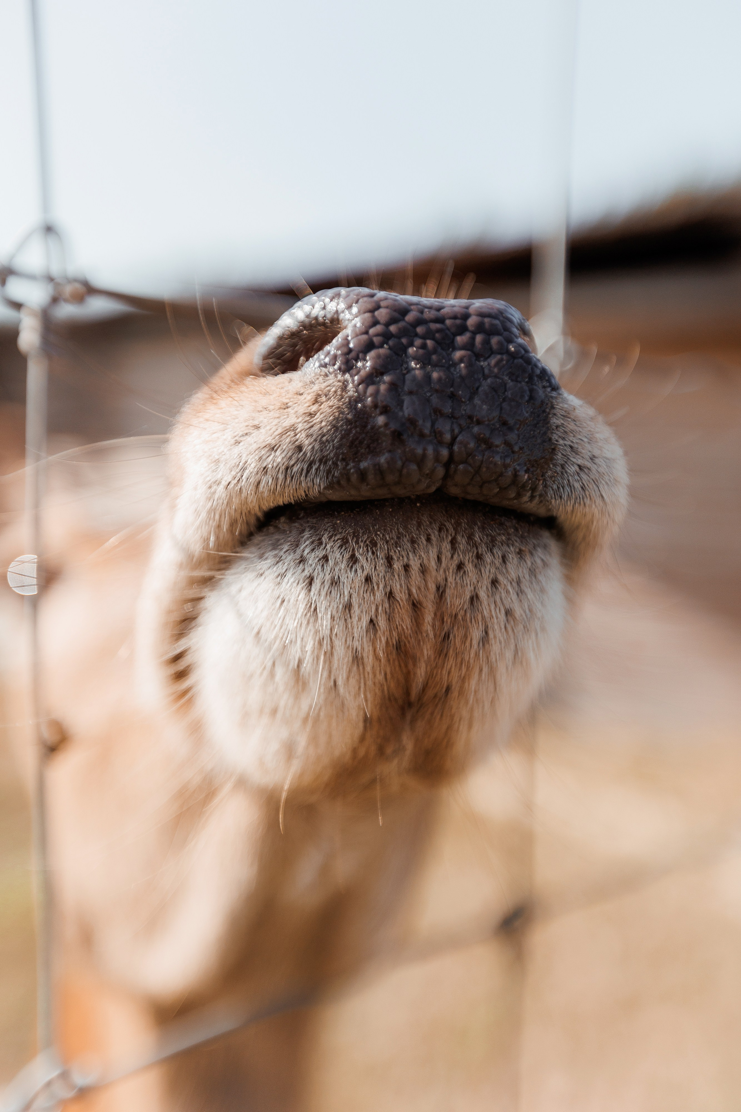 Екопарк Аміла. Ірина Терещук