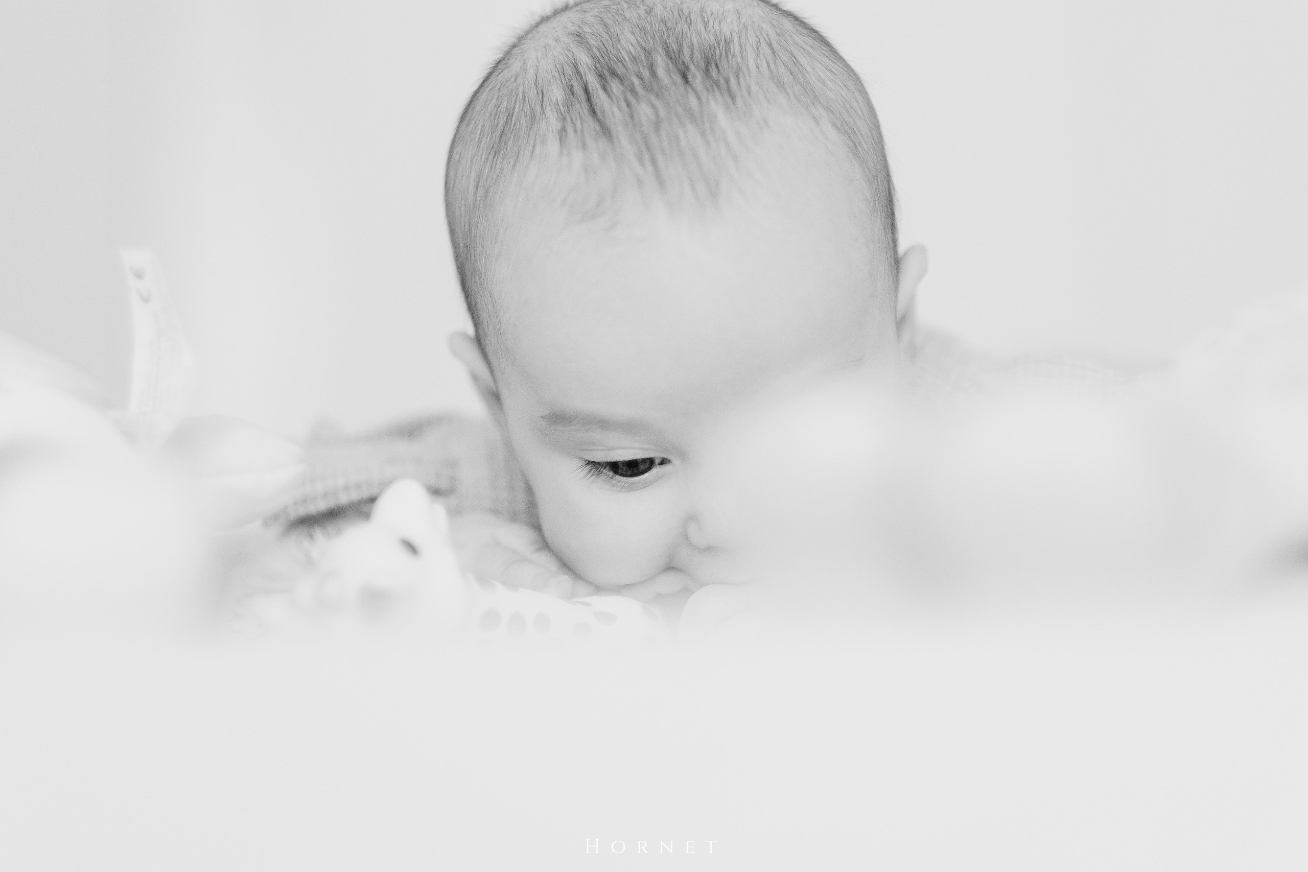 Amelia. Hornetart