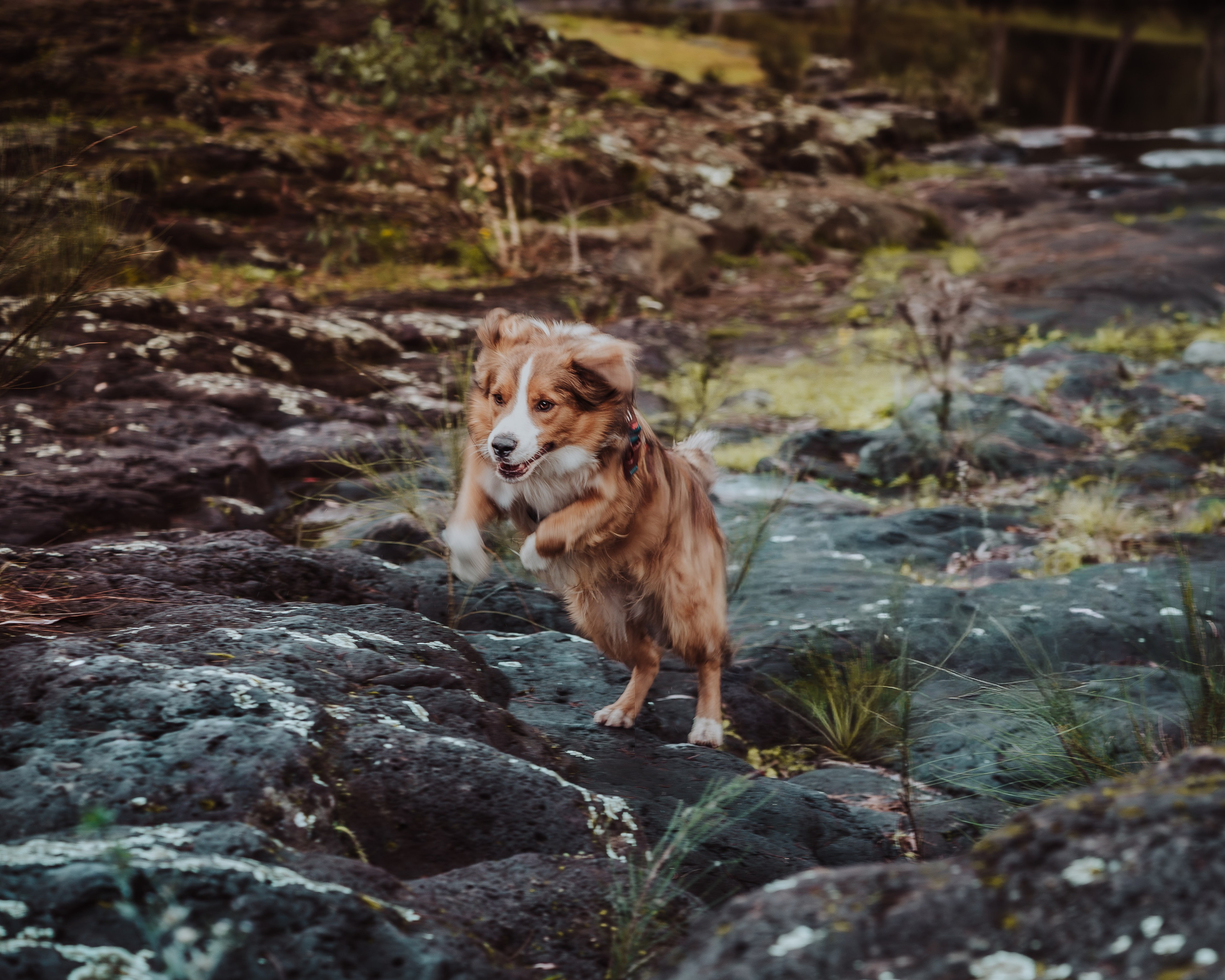 Pet — BorderColie. JS Photoshoot | Family, Events & Pet Photographer in Brisbane