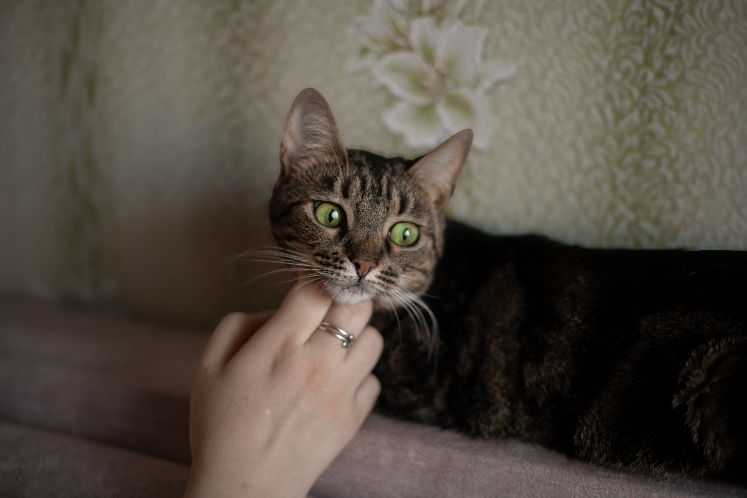 Настя, Долька и котейки. Фотограф-анималист | Белград