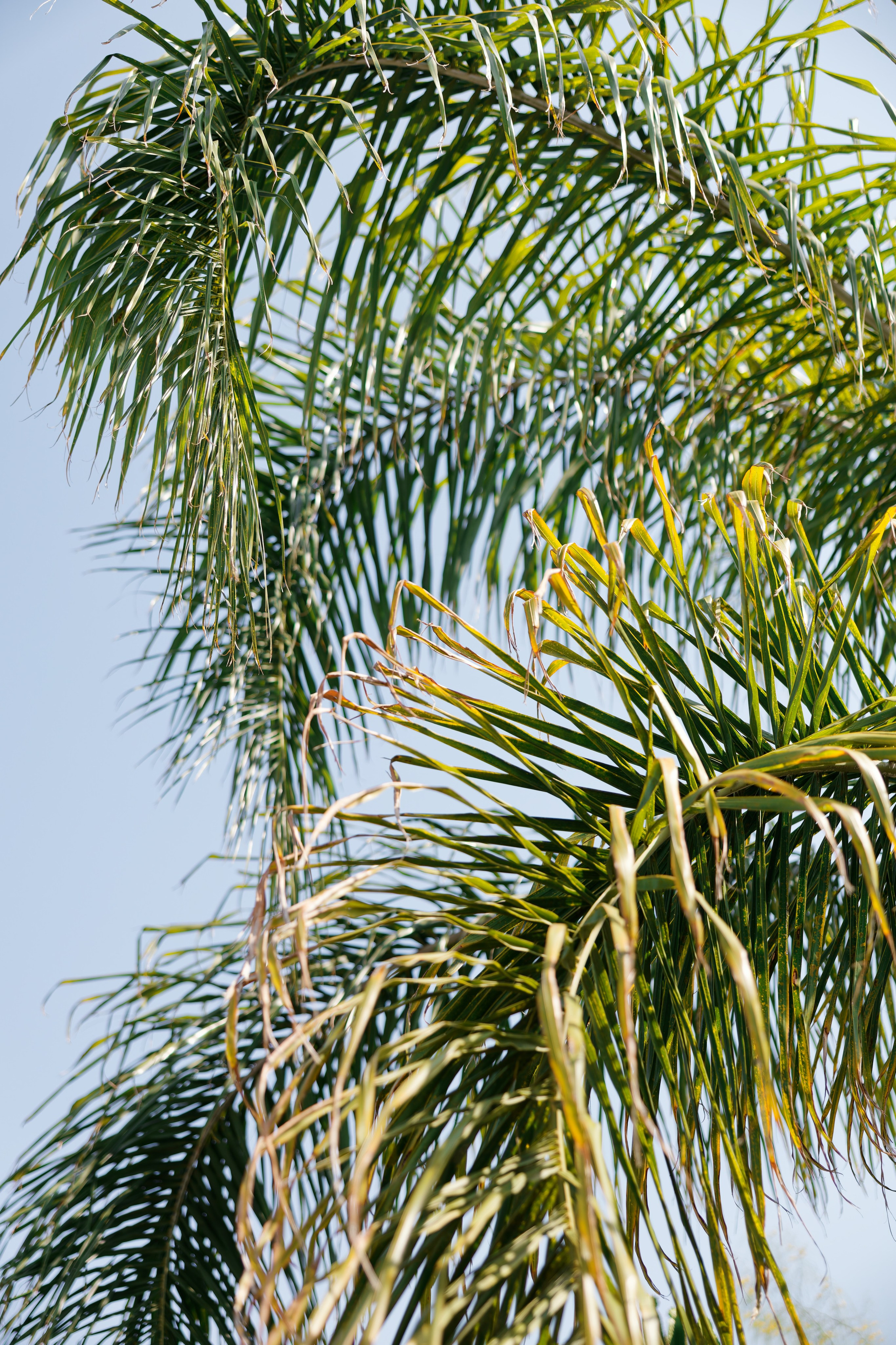 Indian wedding at Gran Villa Rosa, Barcelona