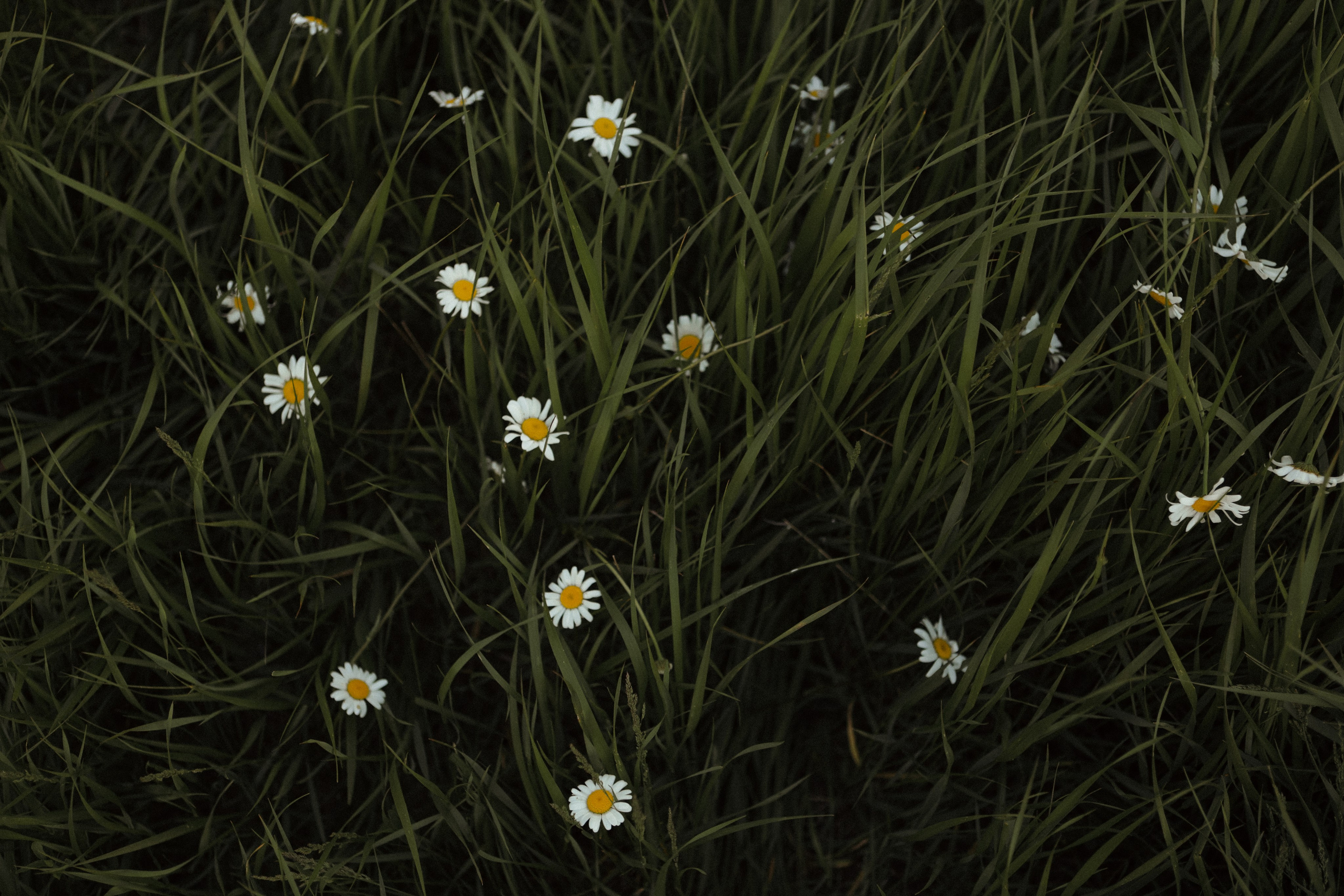 LOVE STORY. Свадебный и семейный фотограф в Дубае Эльмаз Черникова