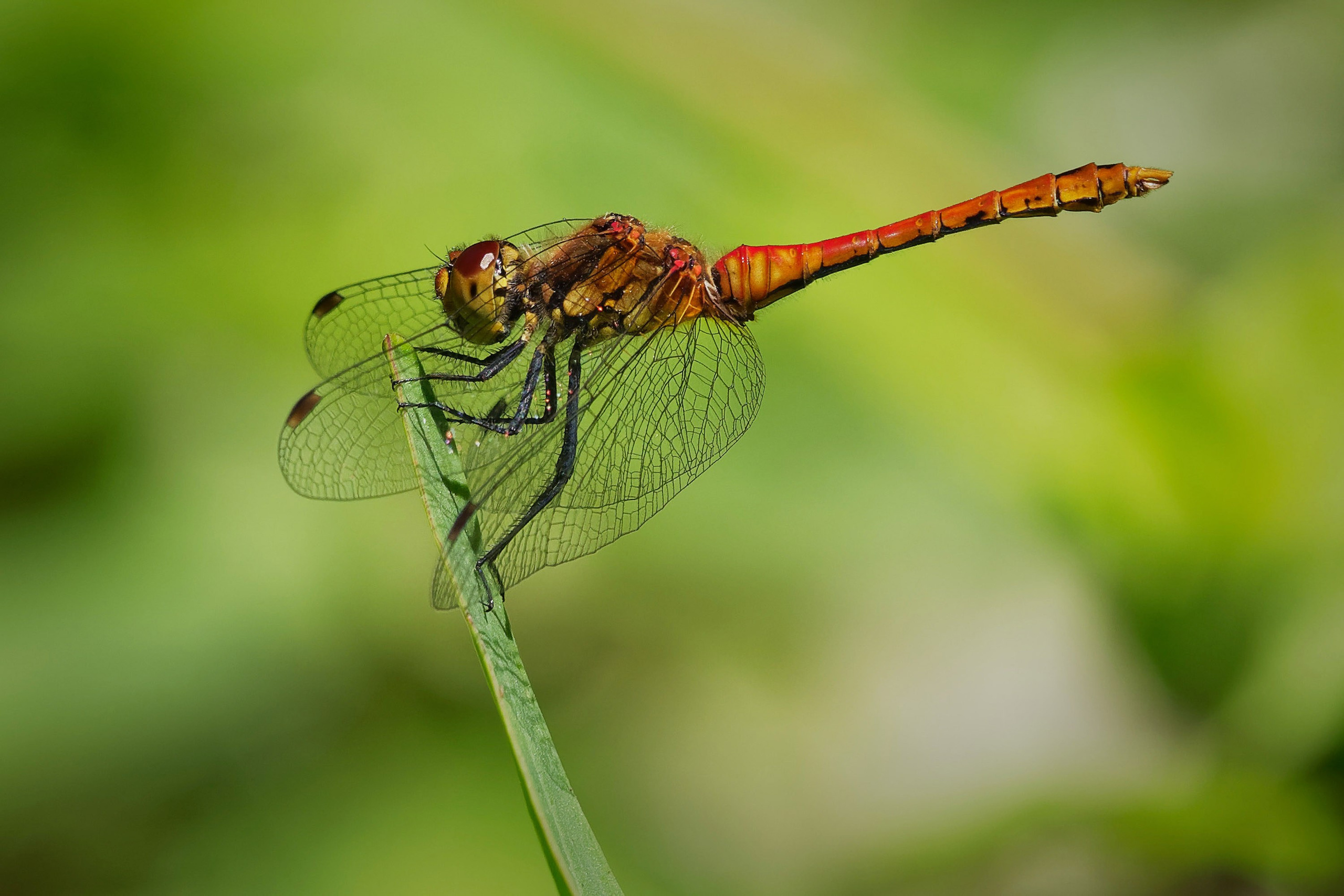 UK Wildlife Photography Gallery. Hedley Wright Photography | East Anglia Sport, Street, Wildlife, Landscape & Astrophotography