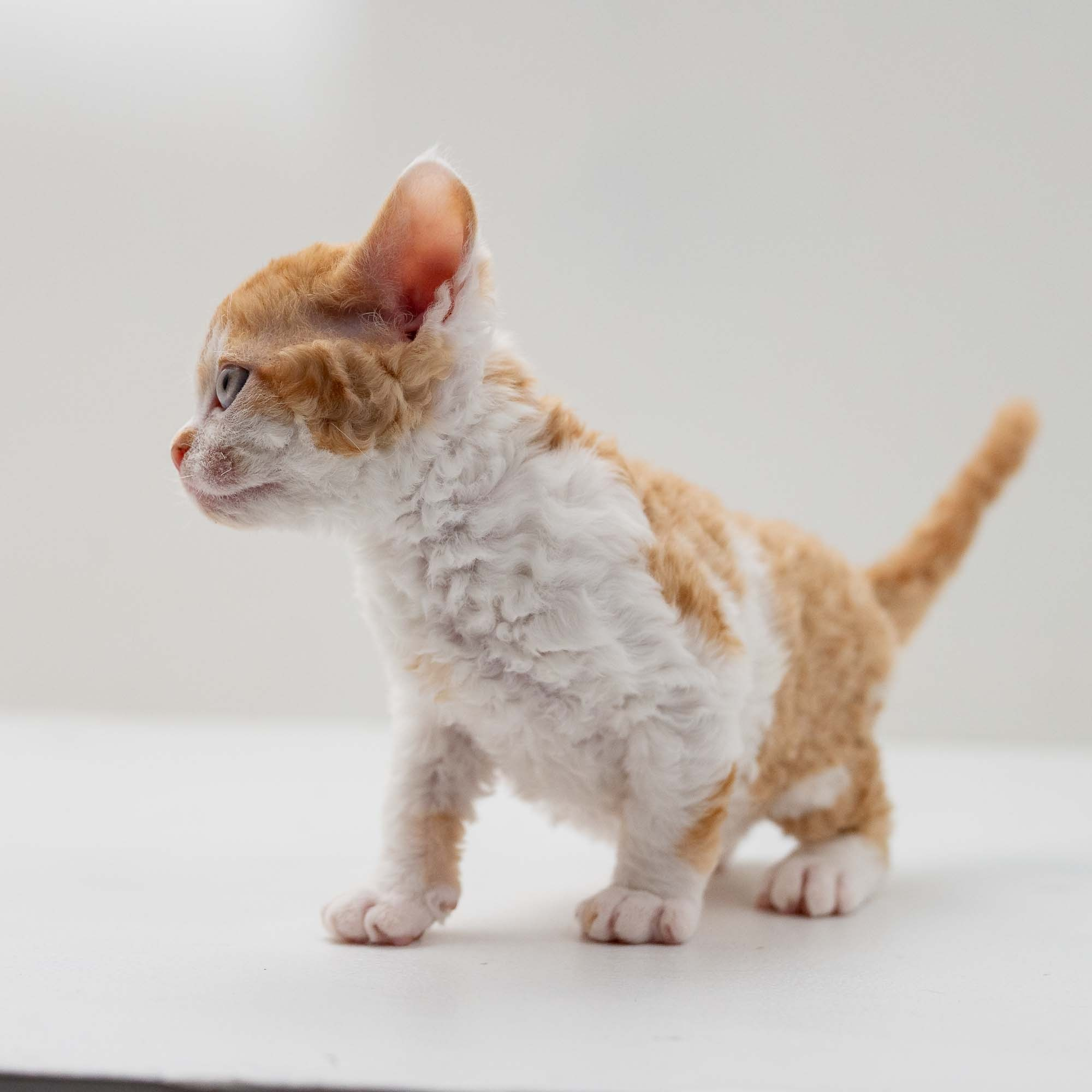 Gary,  boy, born on 01.18.25. Devon Rex Pixie Cattery