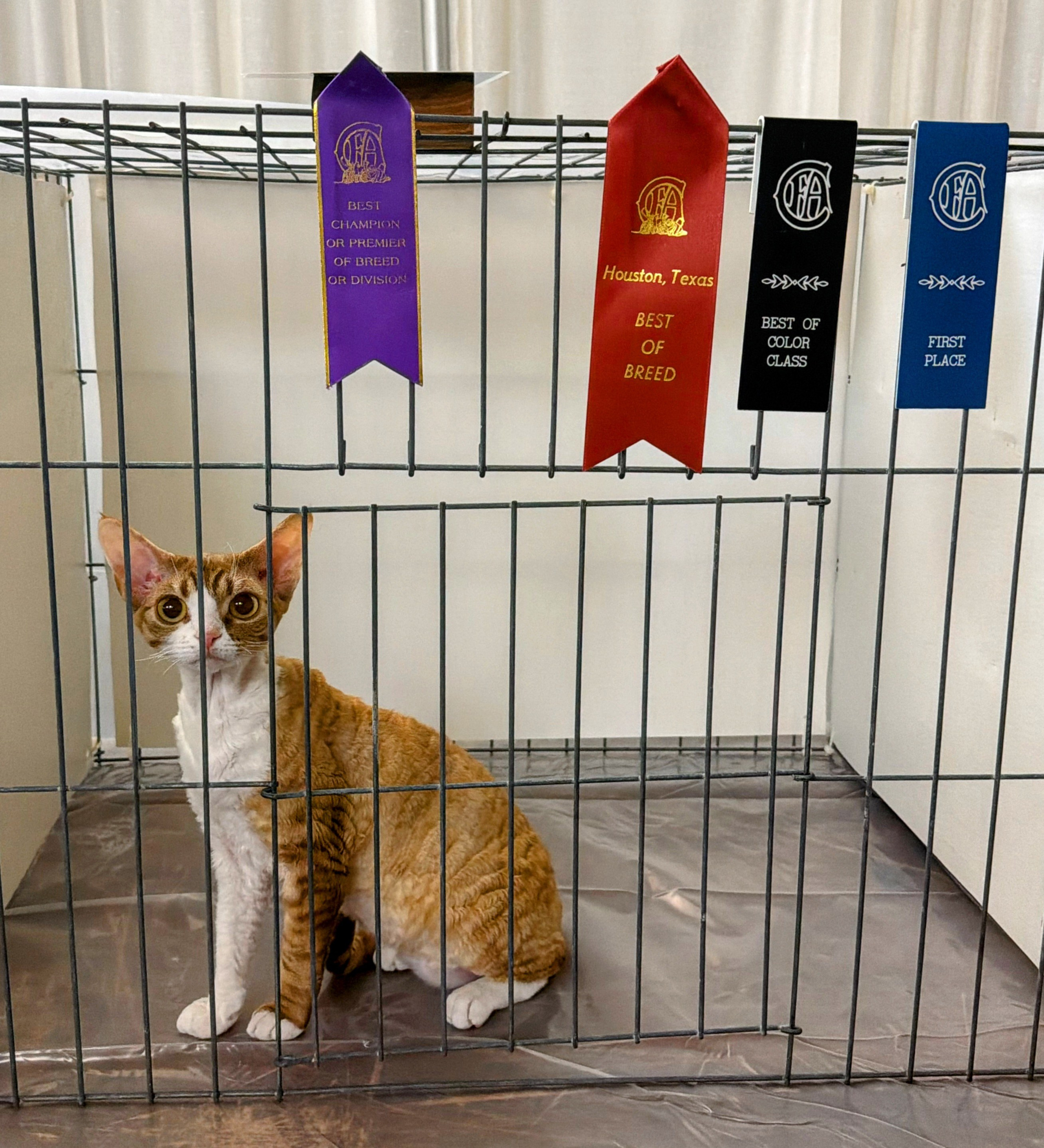 Houston, girl, born 04.20.25. Devon Rex Pixie Cattery