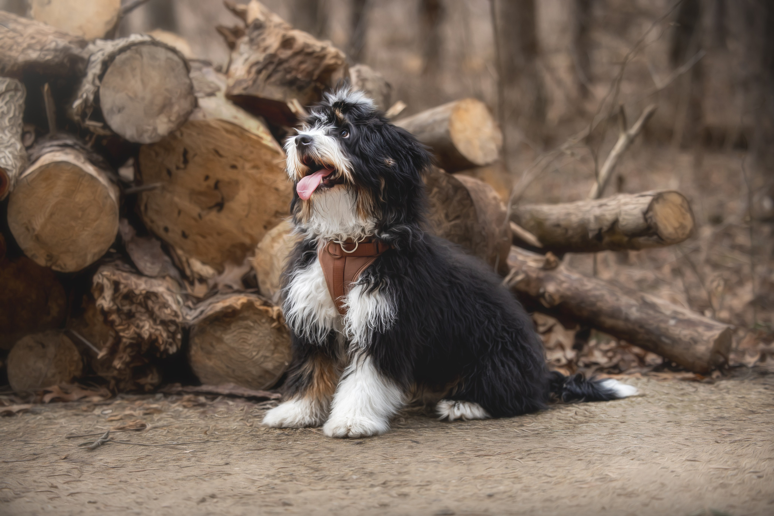 Rolex & Kate. Pet Photographer Viktoriya Aleshenko