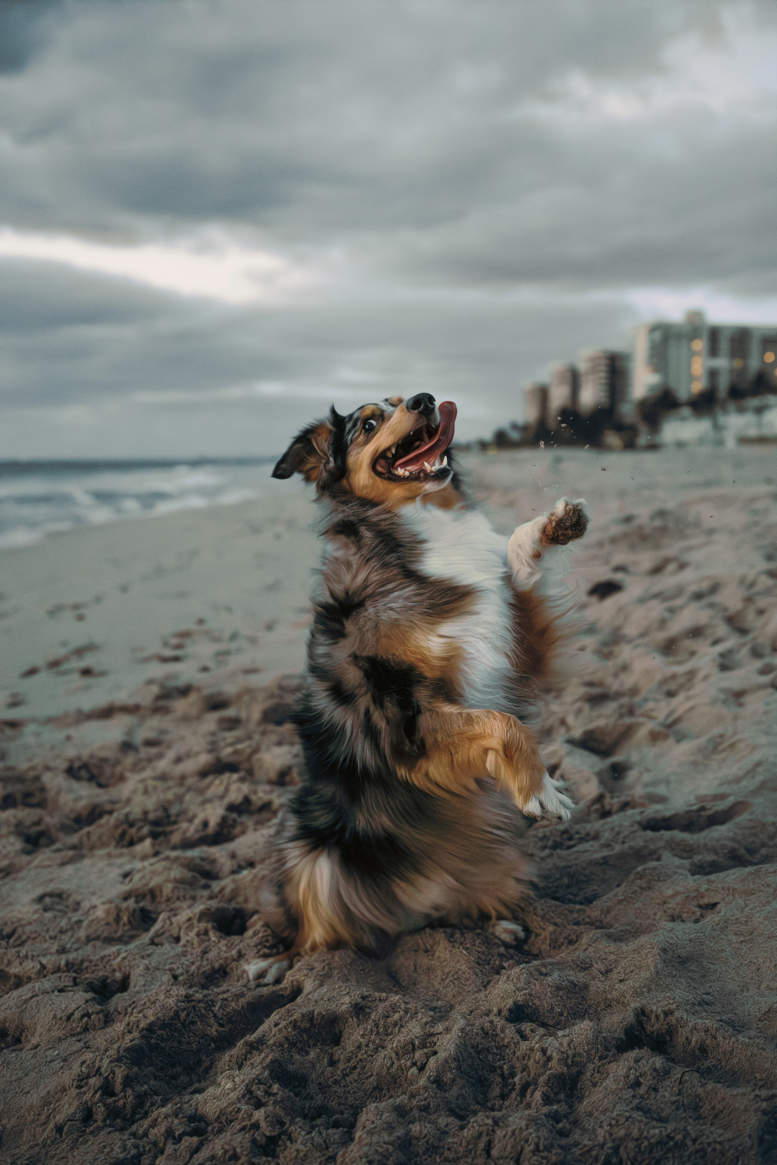Lou & Eliya. Pet Photographer Viktoriya Aleshenko