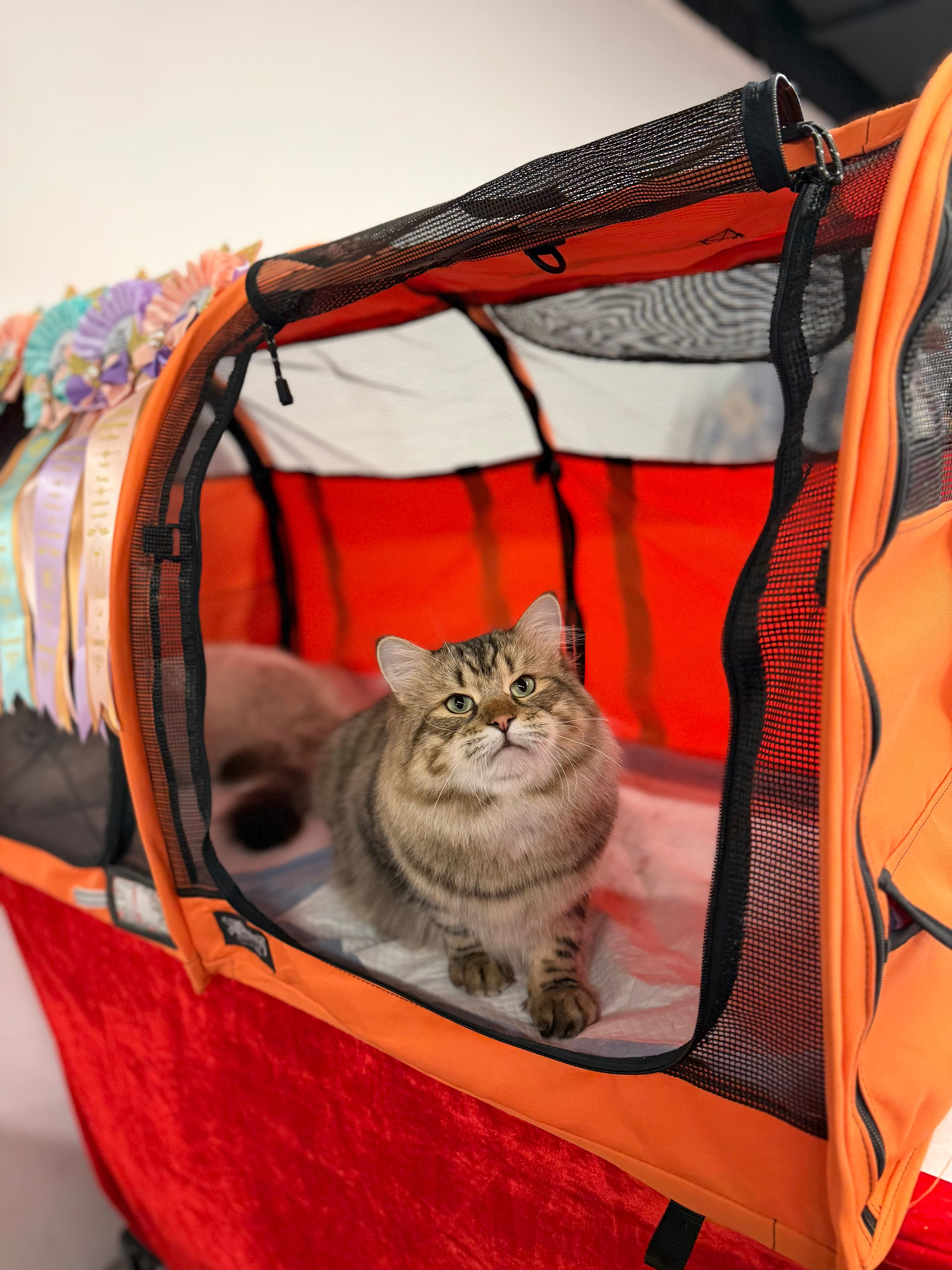 CFA WINTER CHAMPIONSHIP CAT SHOW 13 DEC 2025